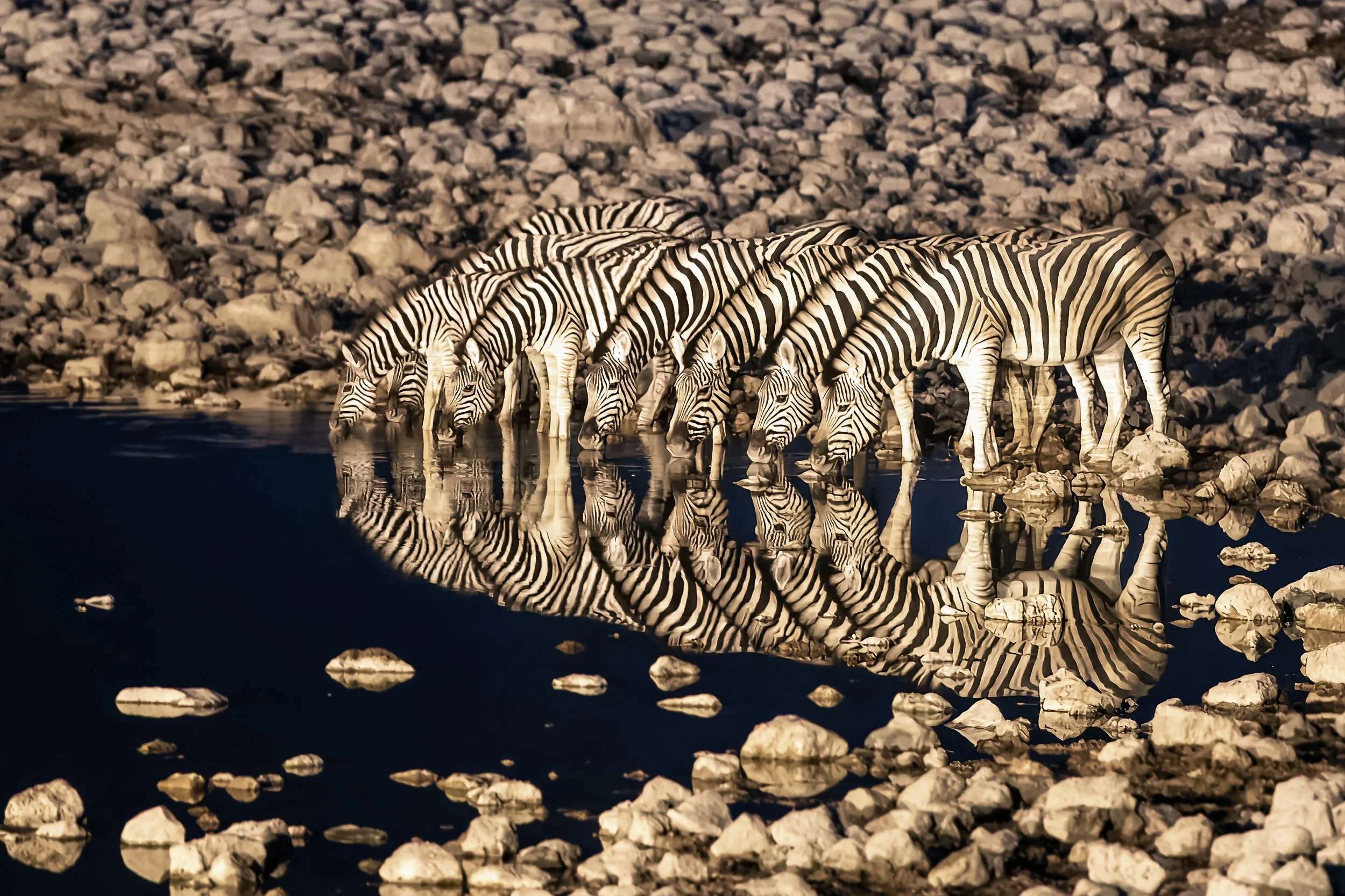 Zebras, Etosha | Namibia