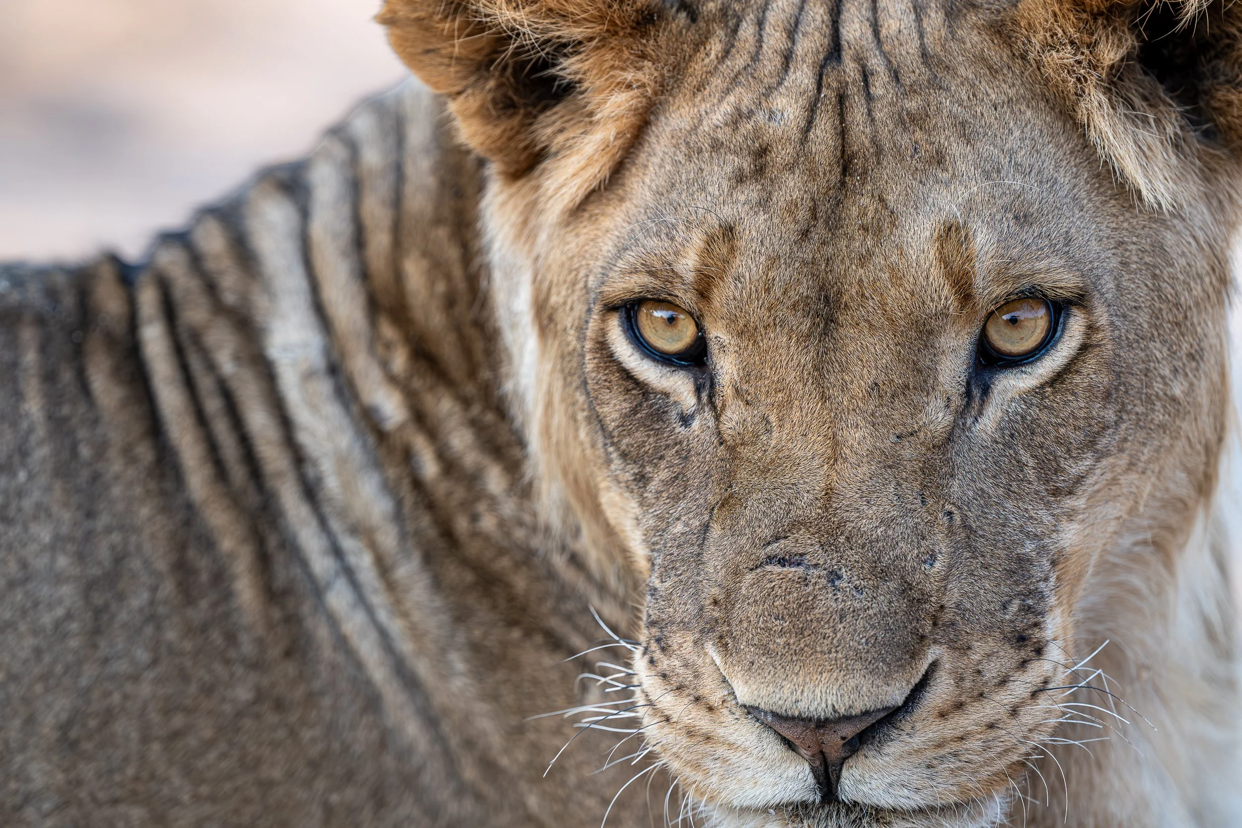 Lion, Mana Pools | Zimbabwe