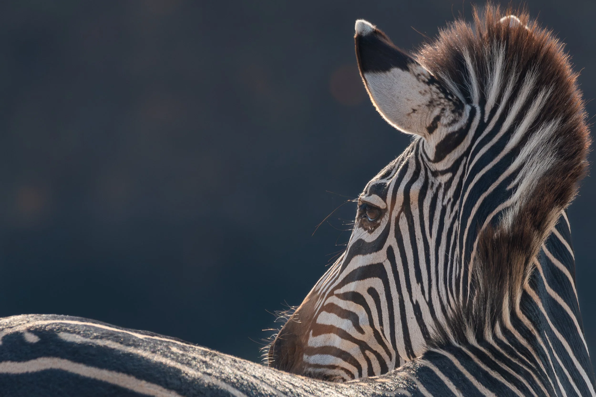 Zebra, South Luangwa | Zambia