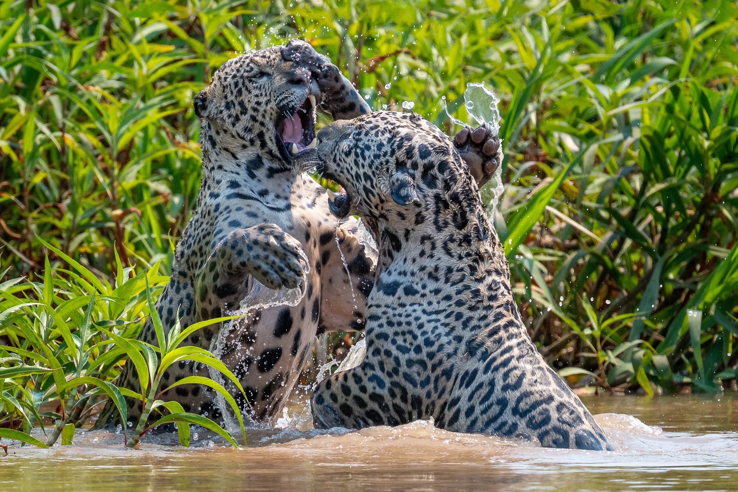 Jaguars, Pantanal | Brazil