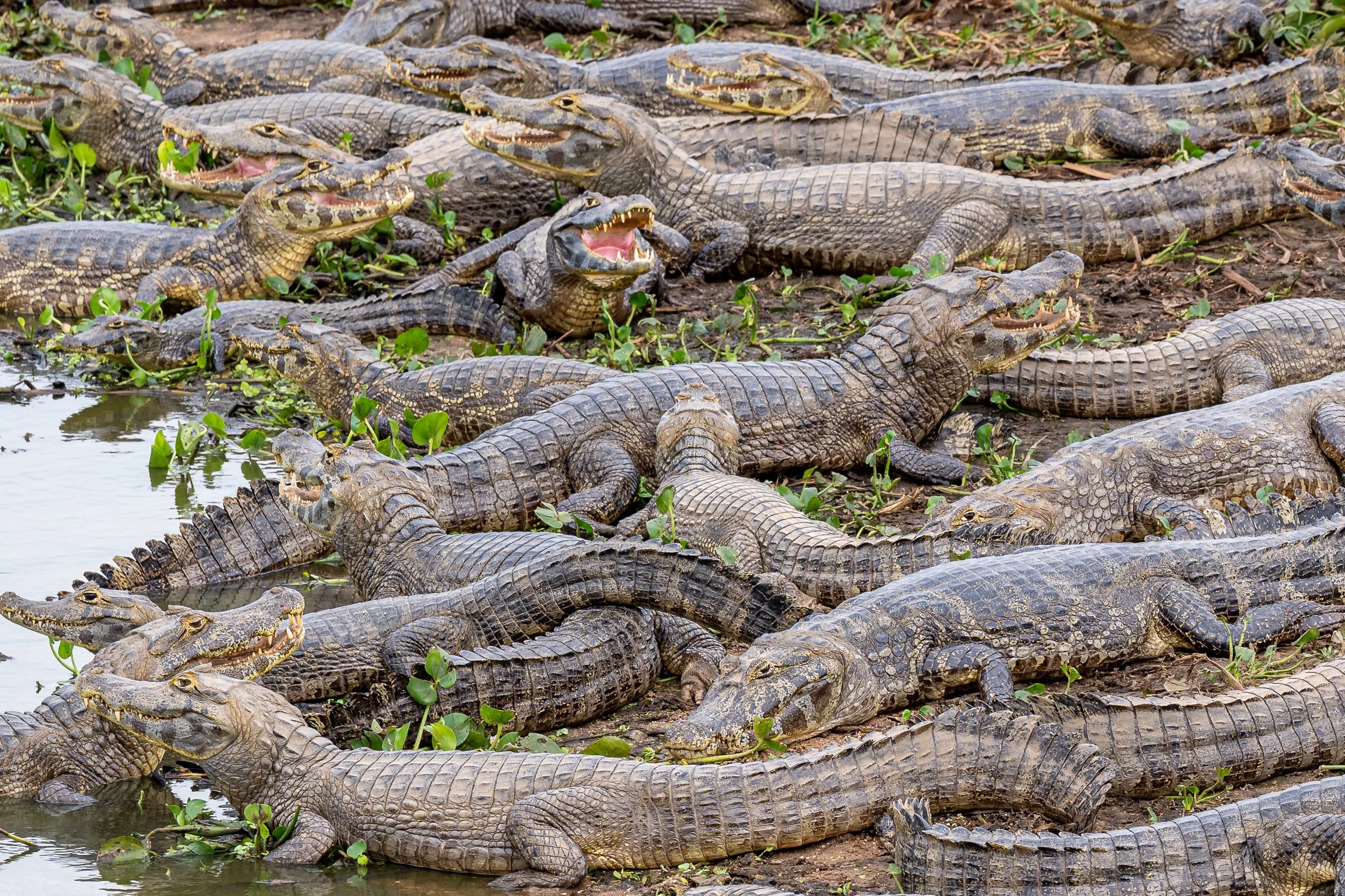 Caimans, Pantanal | Brazil