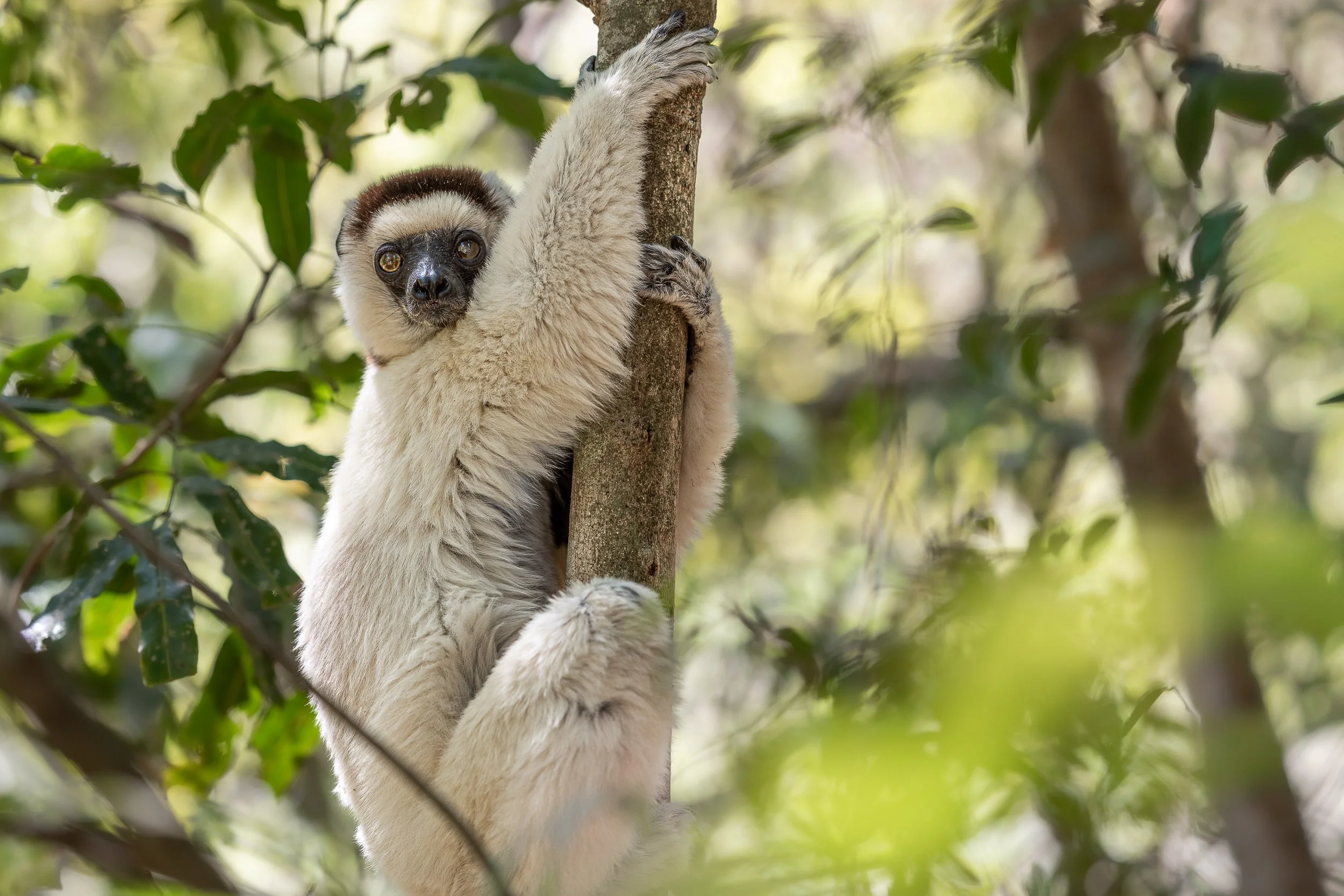 Verreaux's sifaka | Madagascar