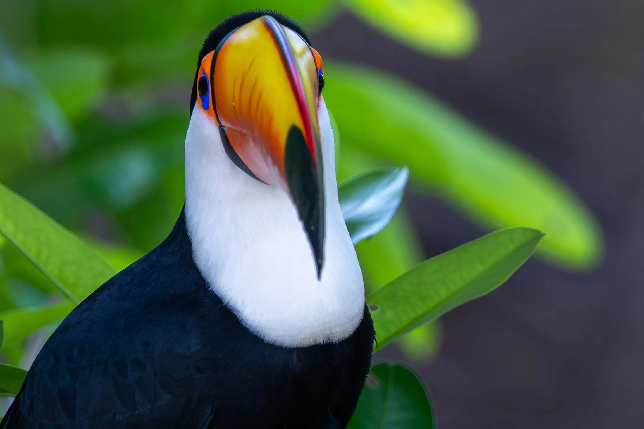 Toco toucan, Pantanal | Brazil