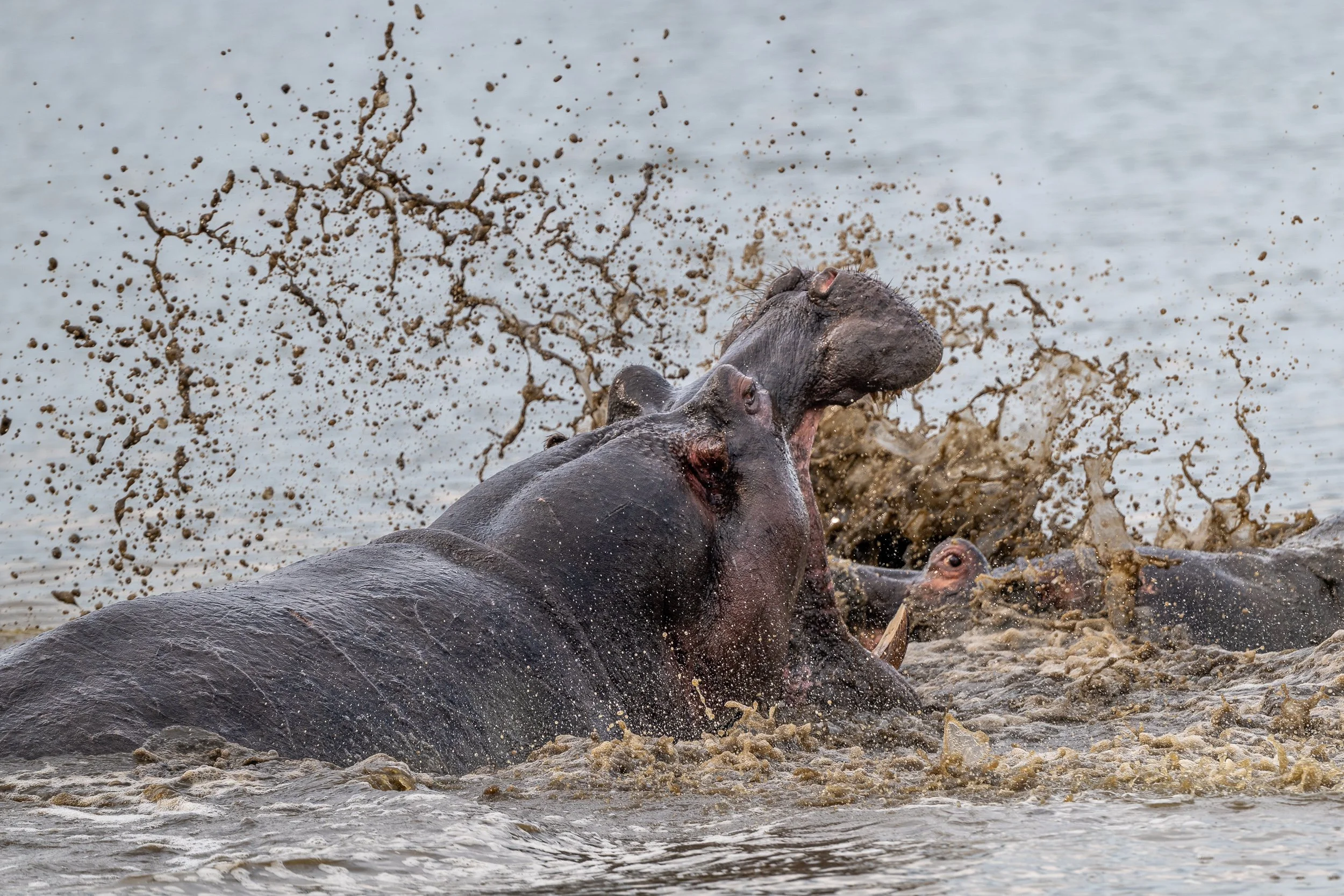 Hippos fighting | South Africa