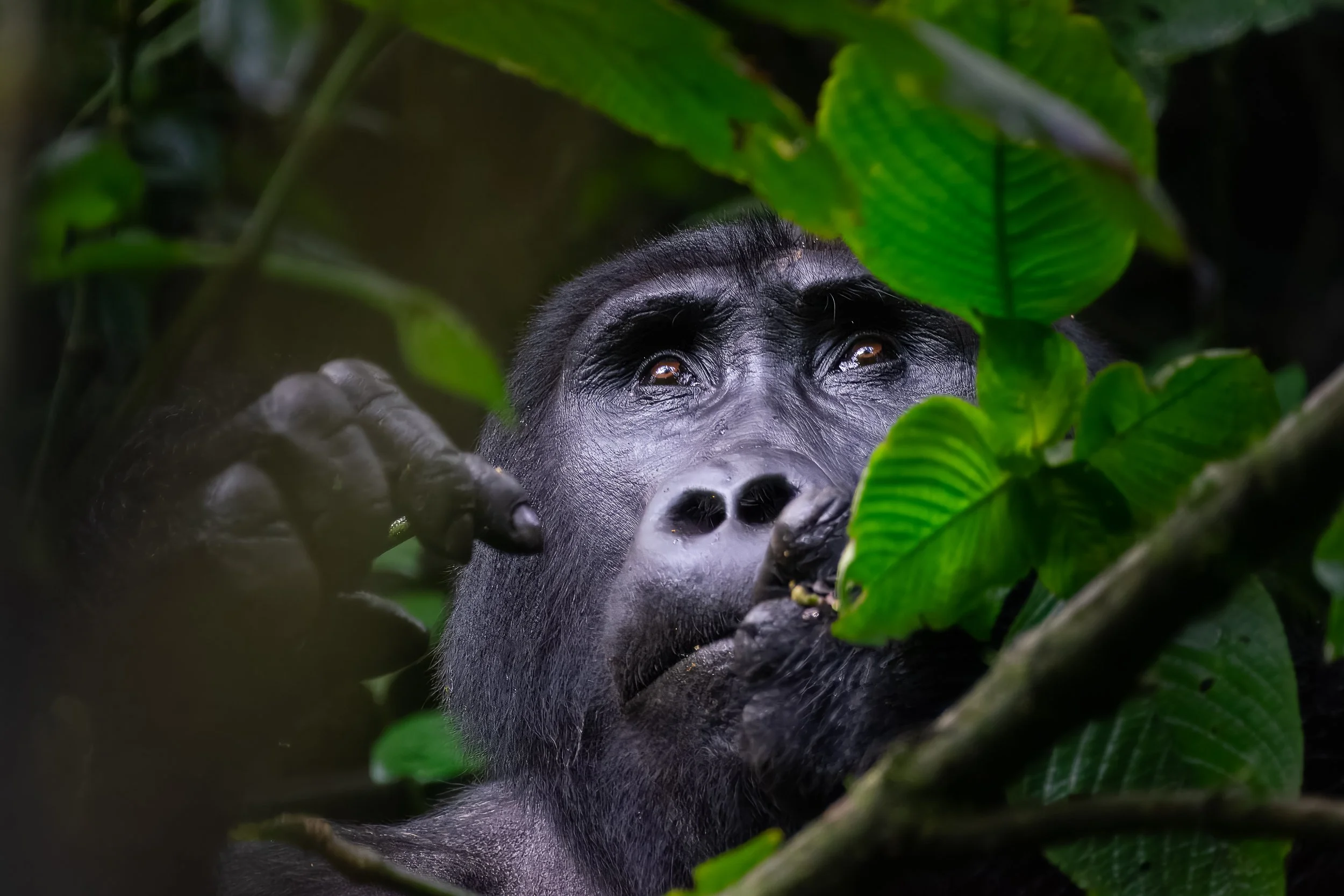 Jungle Echoes