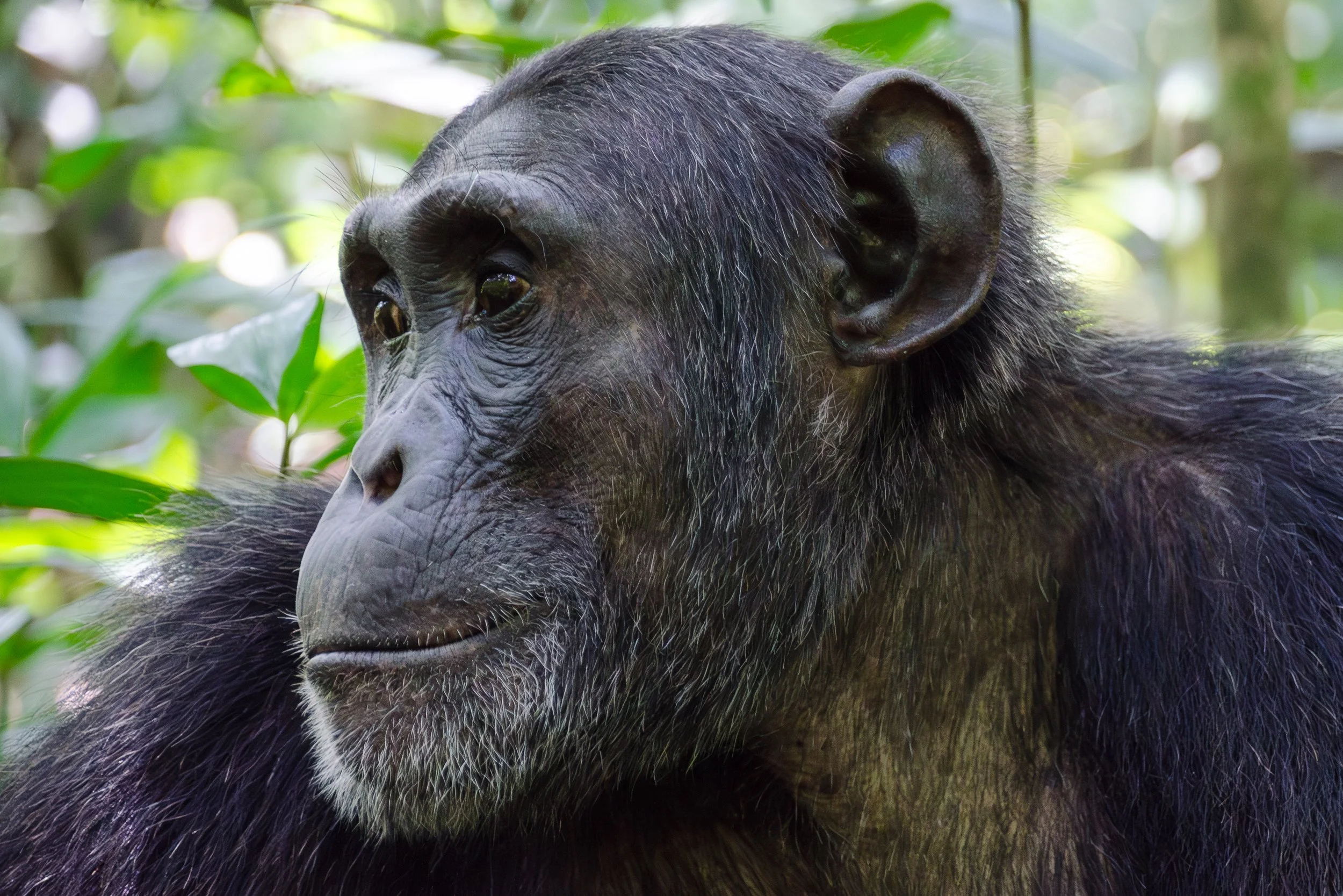 Chimpanzee, Kibale Forest | Uganda