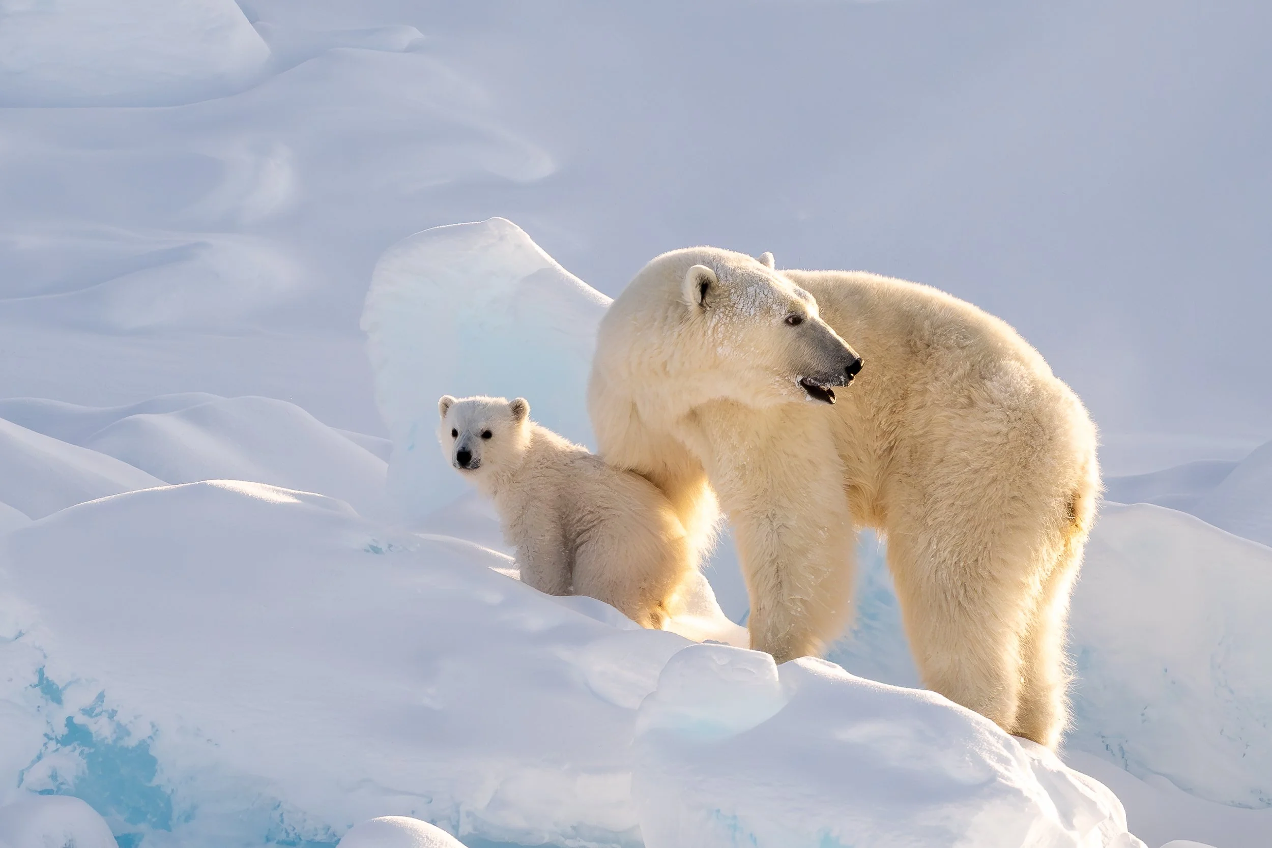 Polar bear mother and cub, Baffin Island | Canadian Arctic