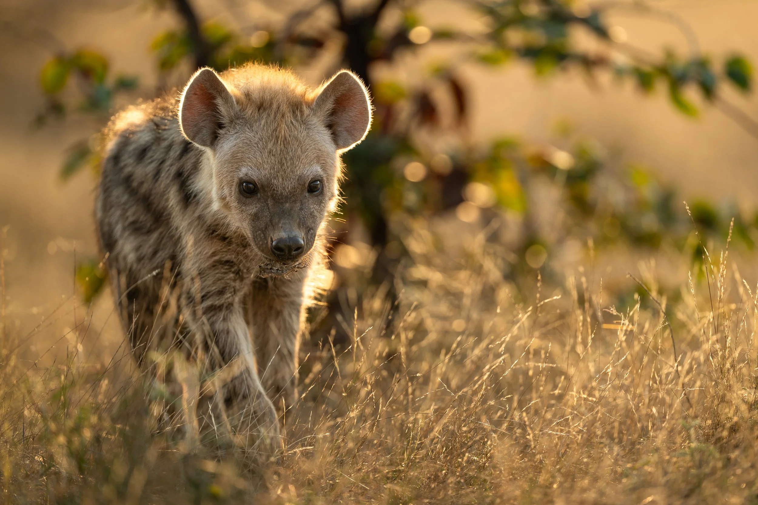 Spotted hyena cub | Botswana