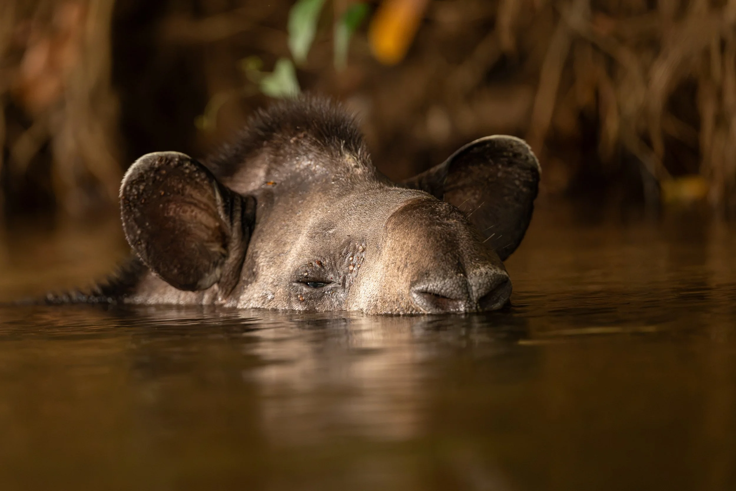 Tapir, Amazon rainforest | Brazil