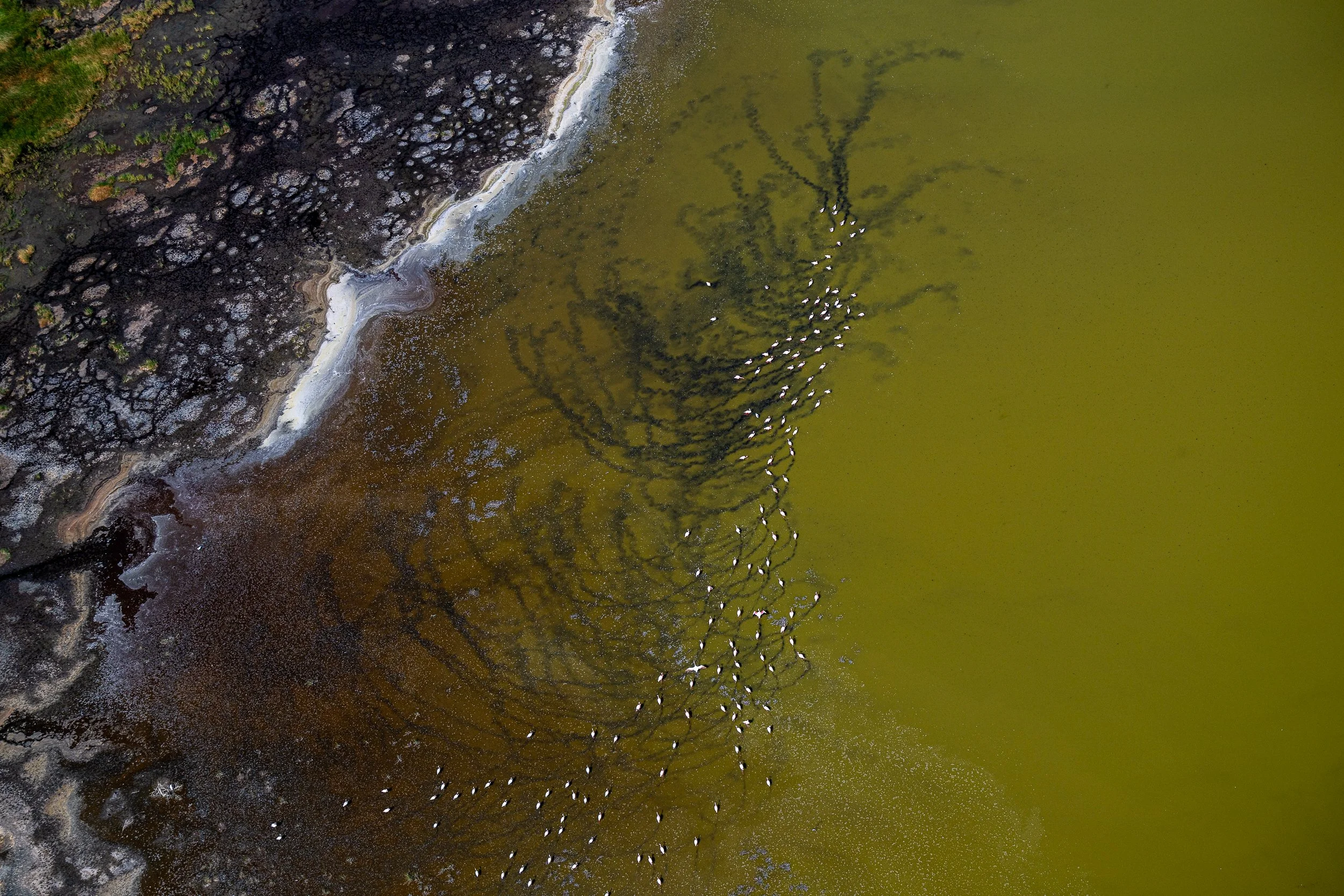 Flamingos and patterns, Lake Magadi | Kenya