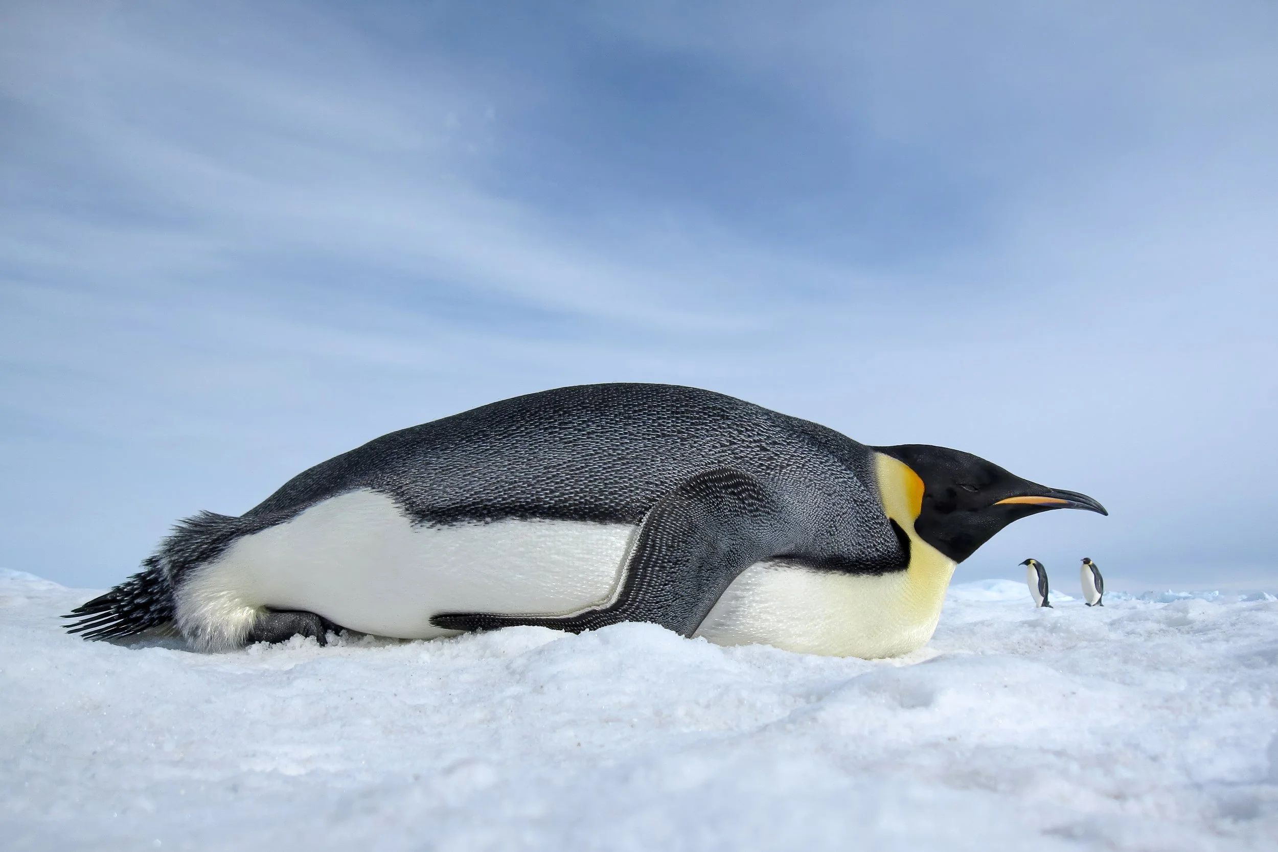 Emperor penguin, Snow Hill Island | Antarctica