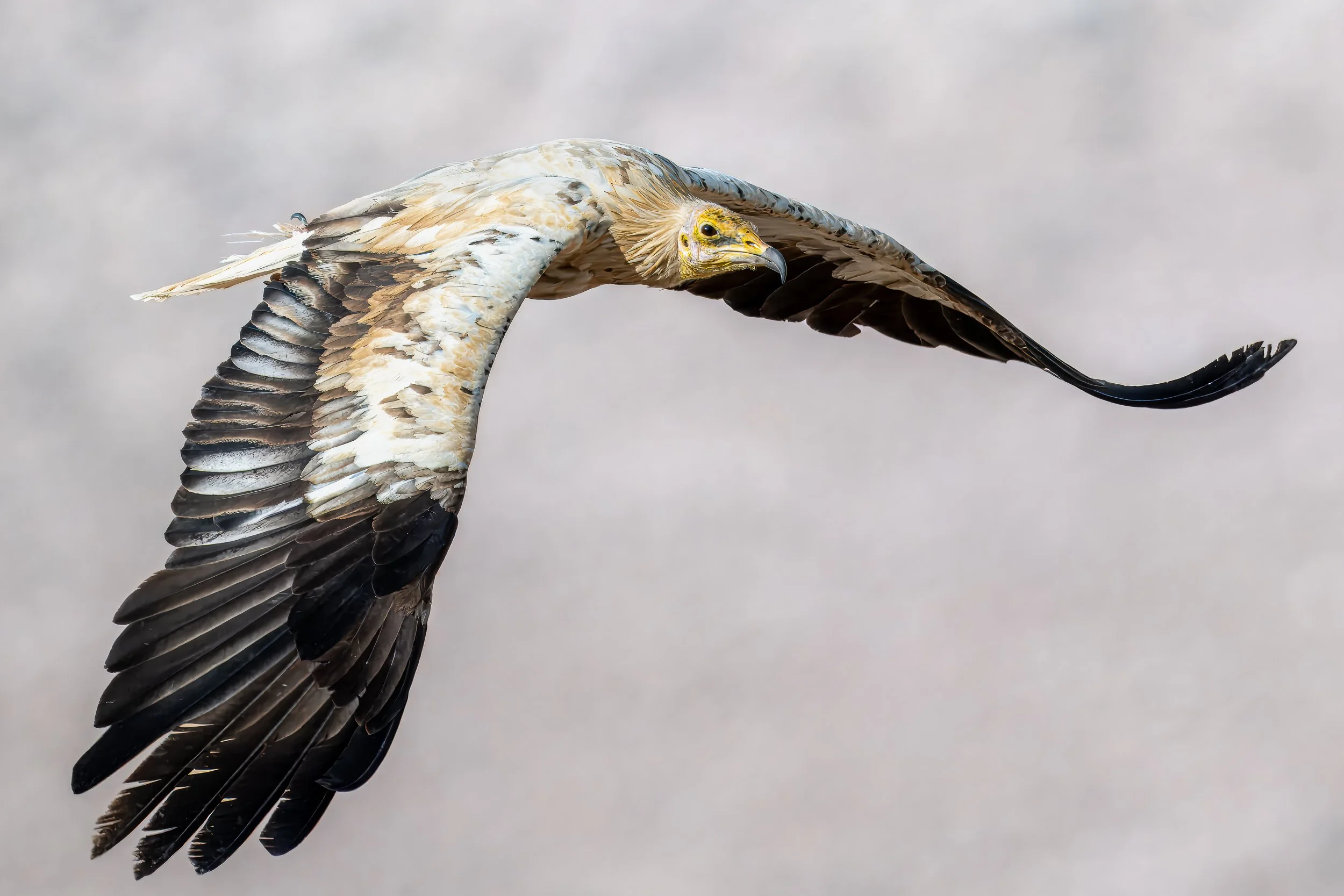 Egyptian vulture, Jebel Shams | Oman