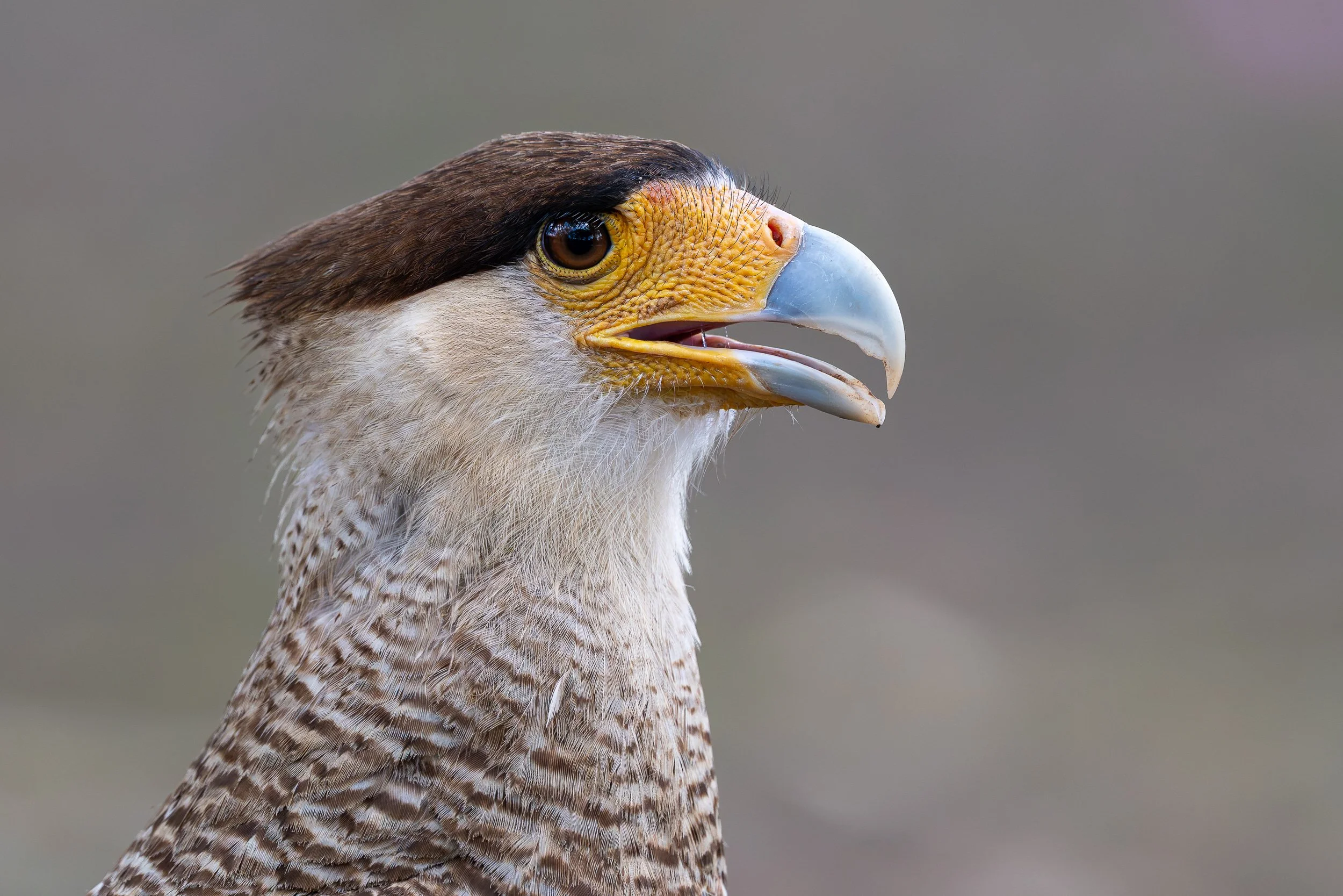 Crested caracara, Pantanal | Brazil