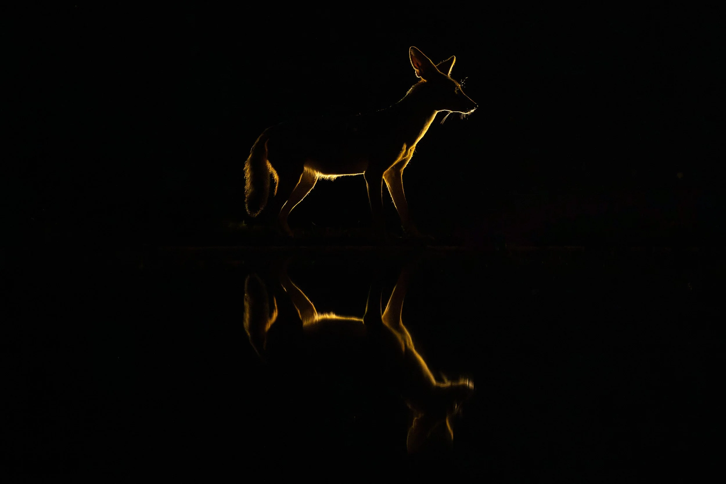 Jackal reflection | Kenya