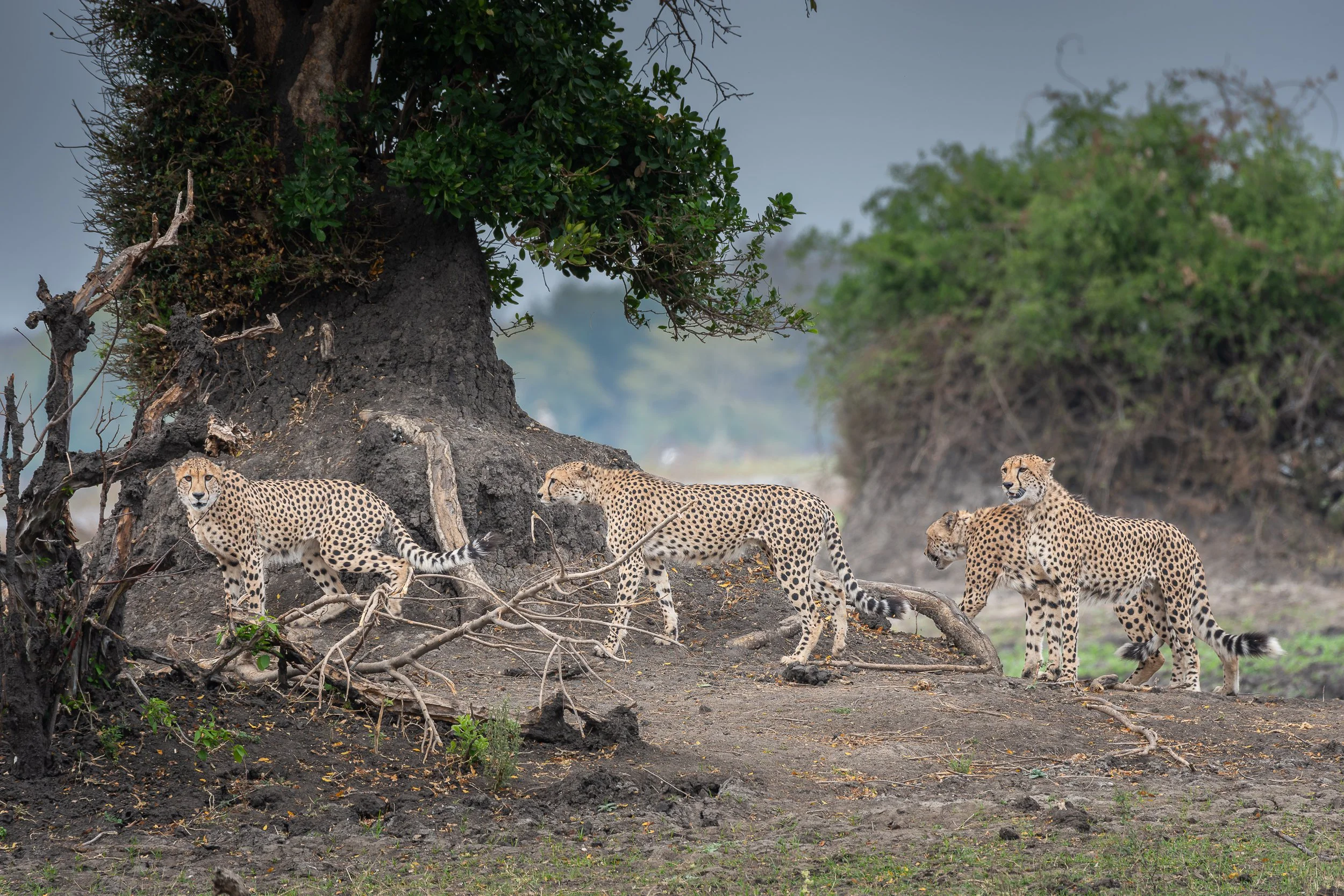Cheetahs, Gorongosa | Mozambique