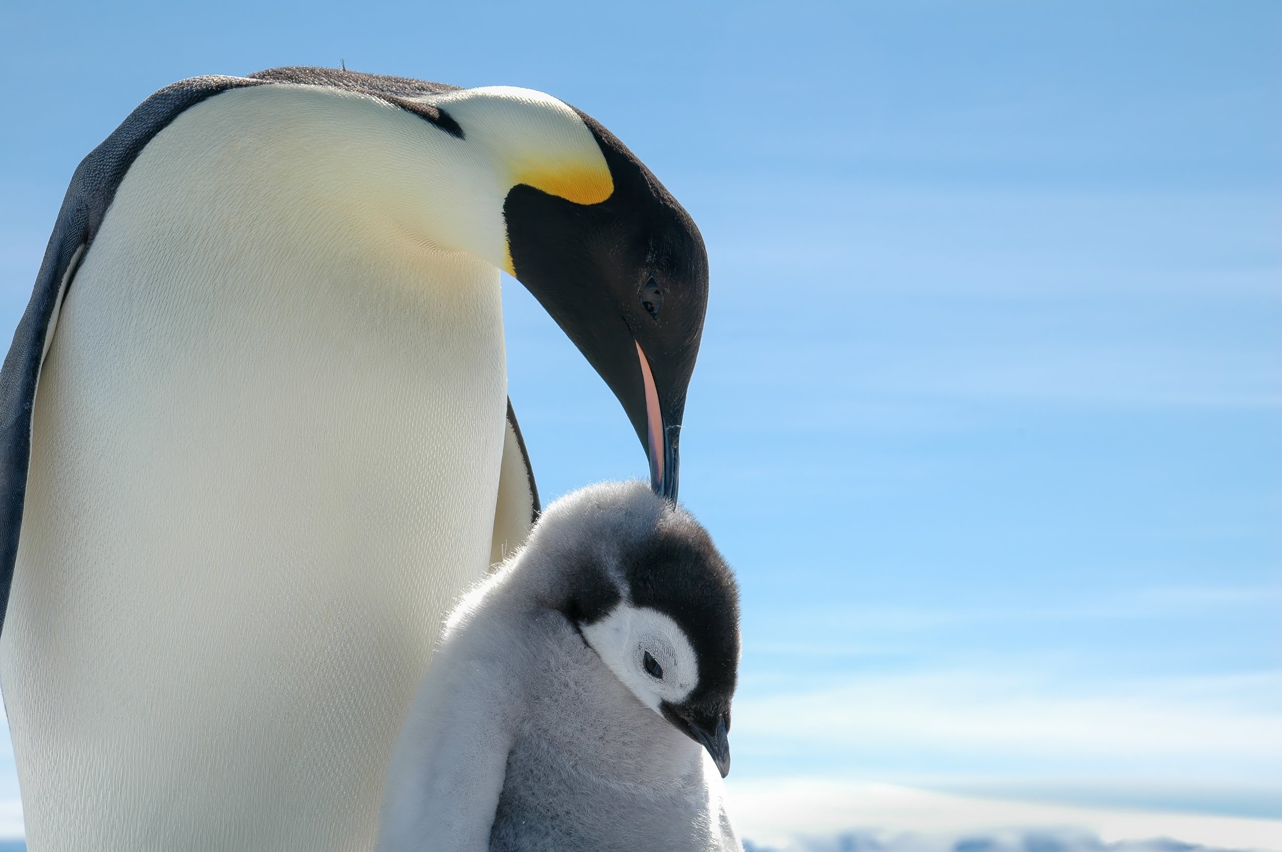 Emperor penguins, Snow Hill Island | Antarctica