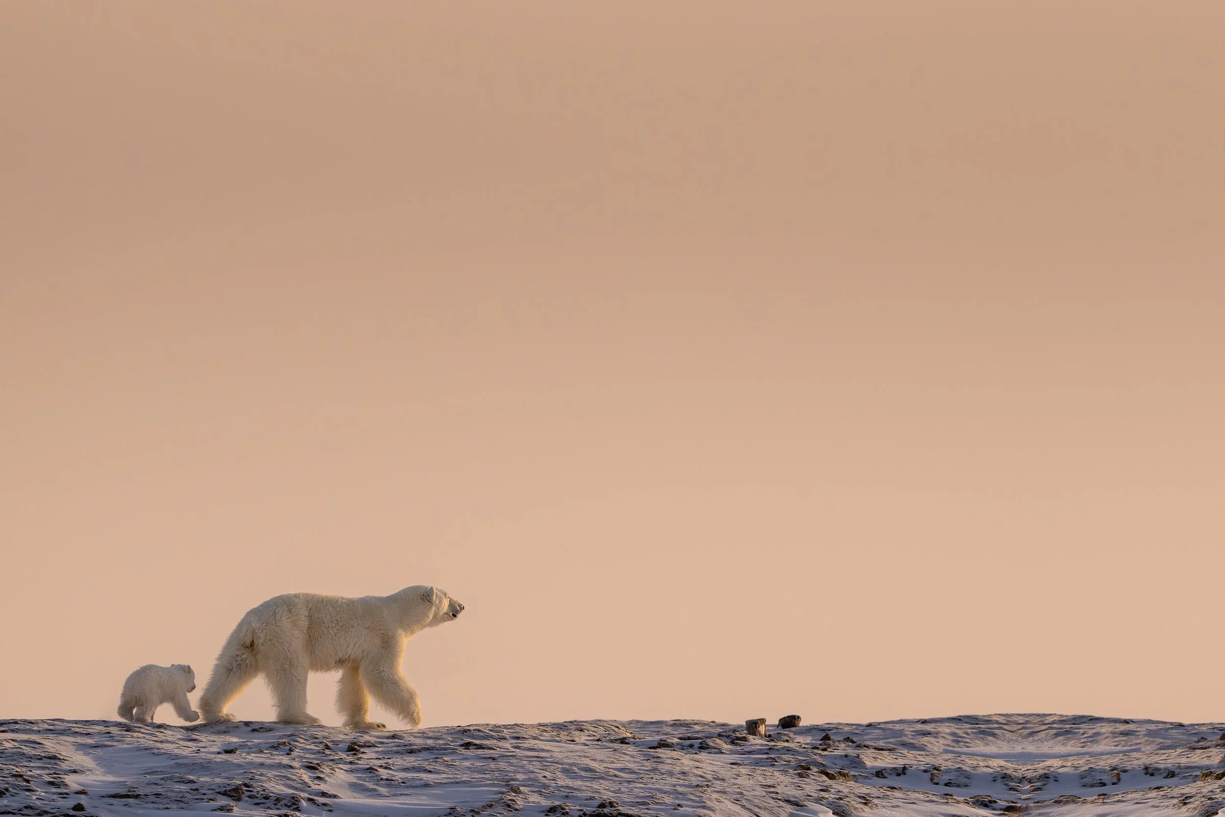 Polar bear mother and cub, Baffin Island | Canadian Arctic