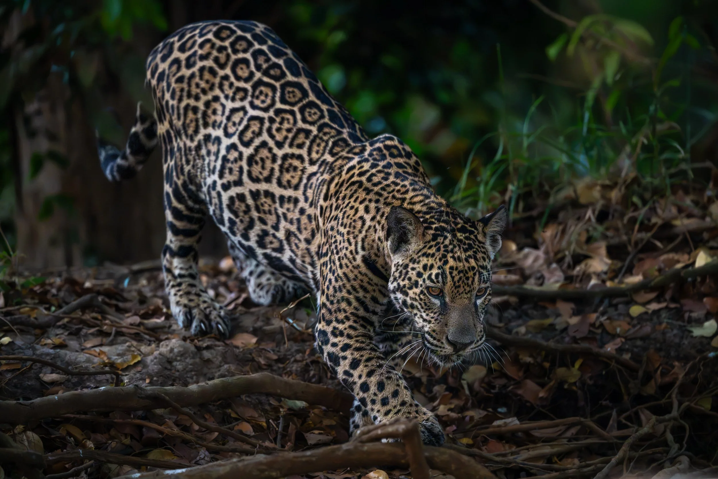 Jaguar, Pantanal | Brazil