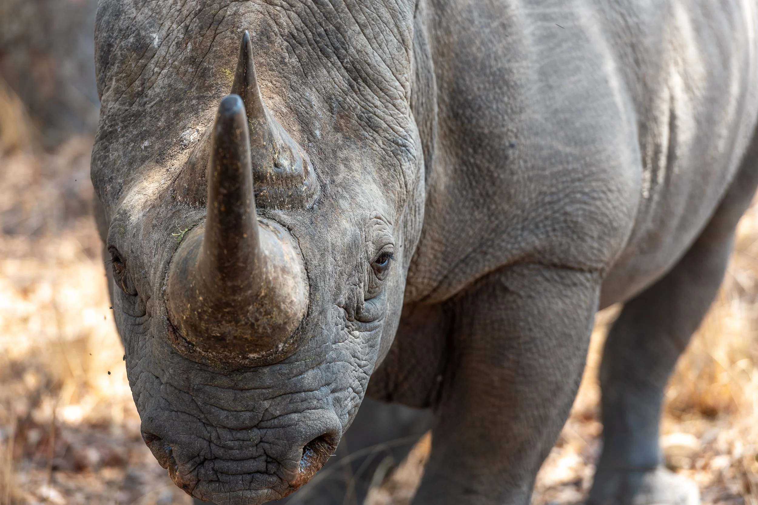 Rhino, Imire | Zimbabwe
