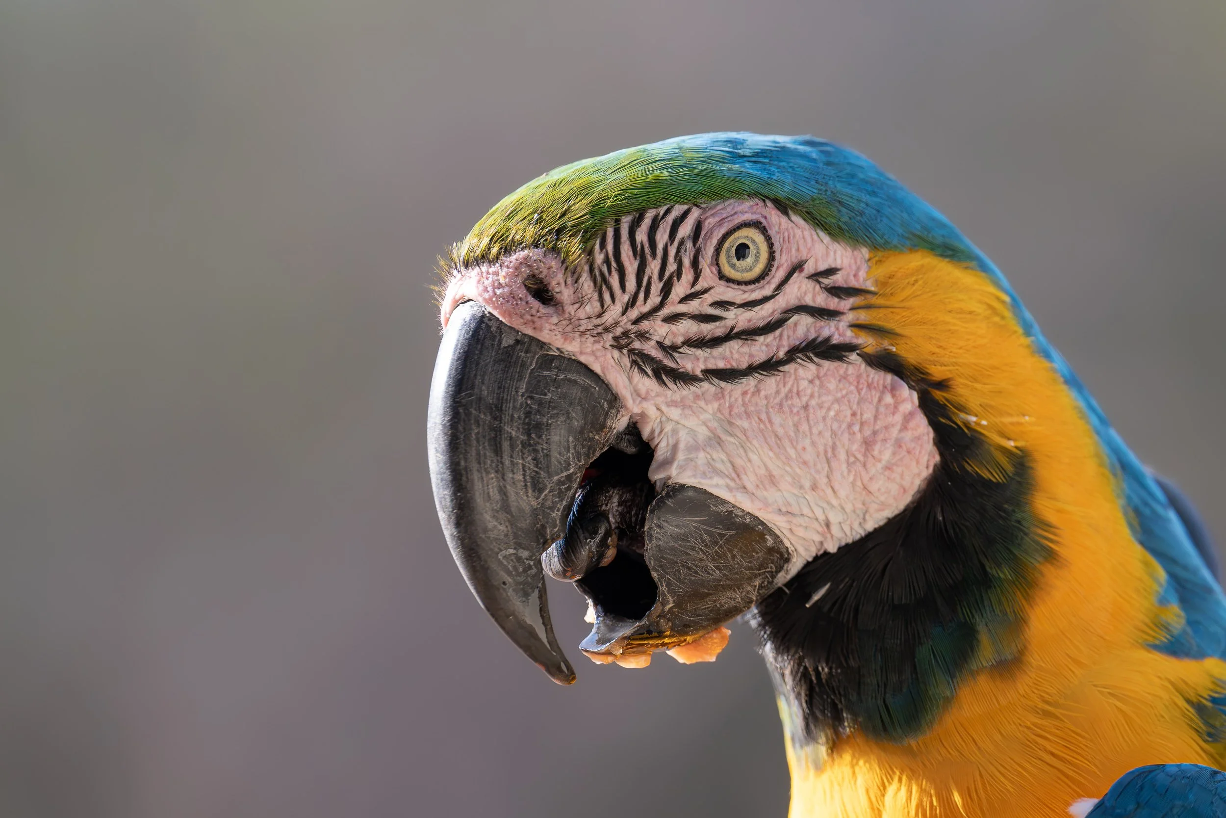 Blue-and-yellow macaw, Pantanal | Brazil