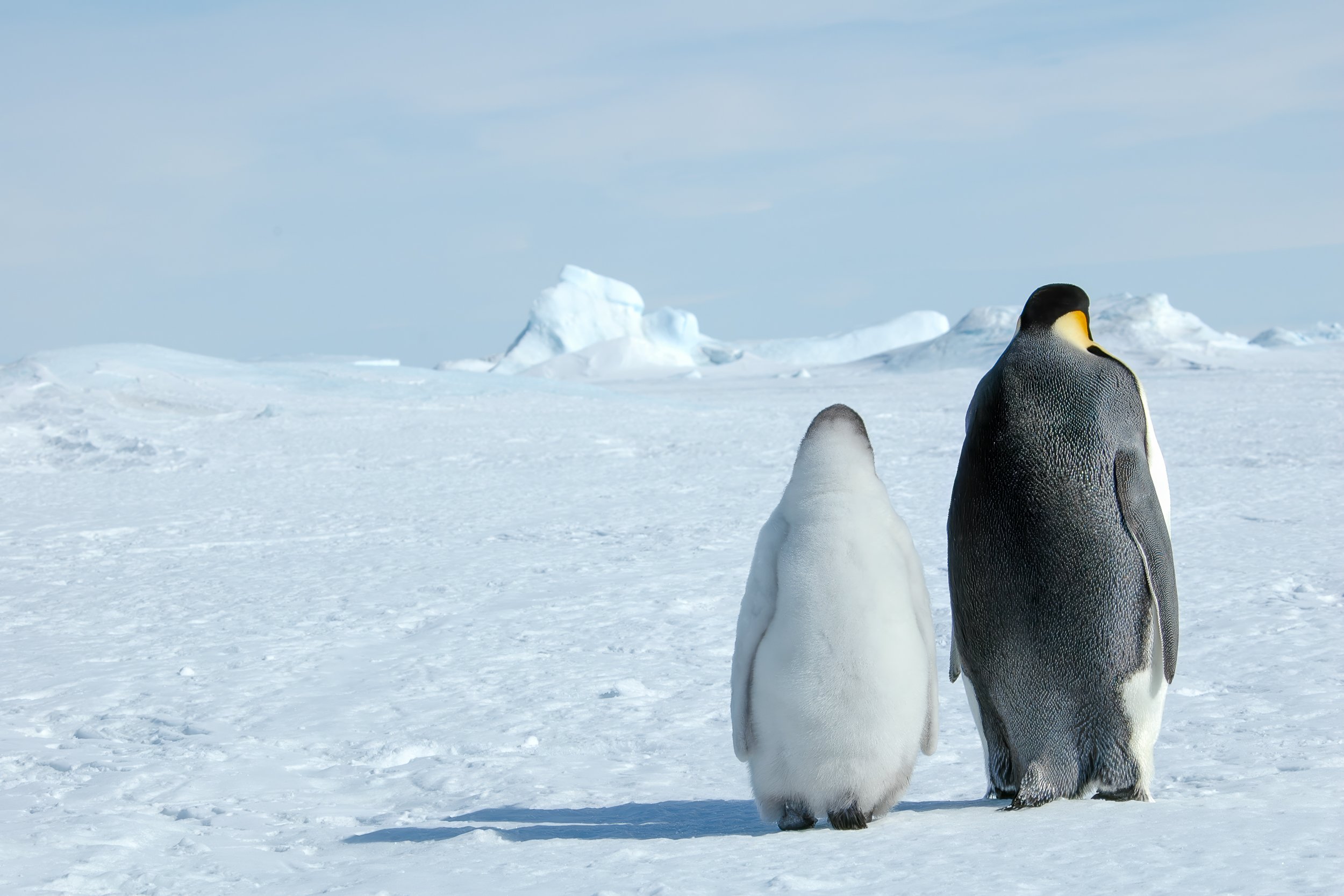 Emperor penguins, Snow Hill Island | Antarctica
