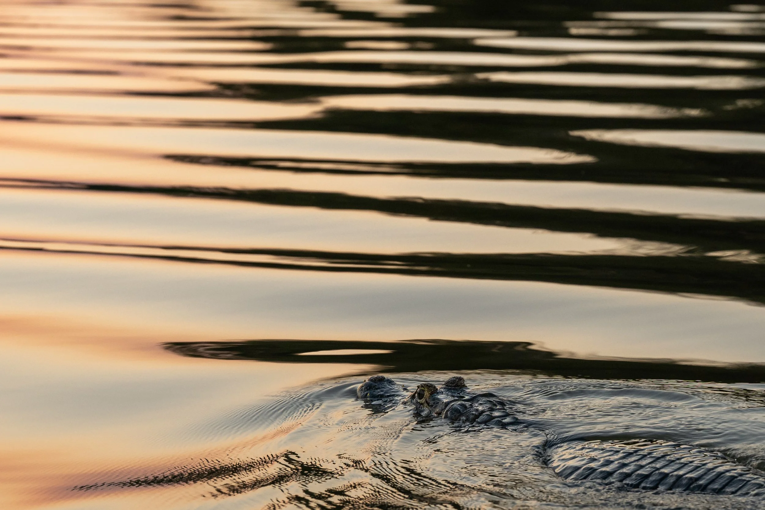 Caiman, Pantanal | Brazil