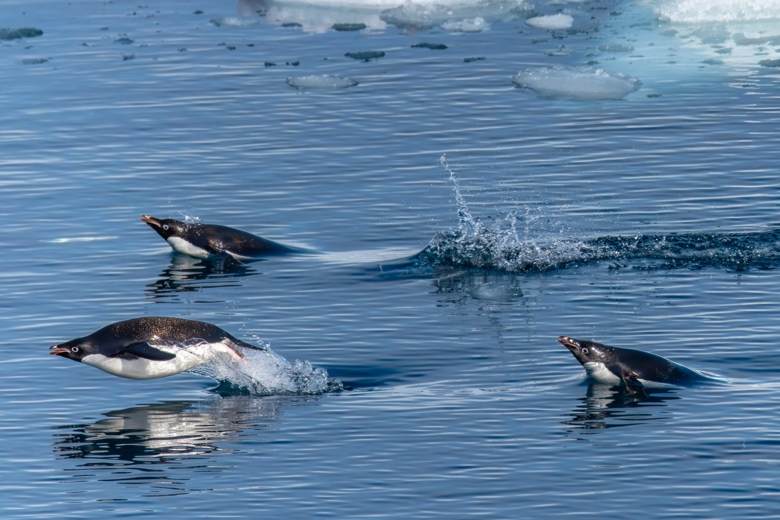 Gentoo penguins | Antarctica