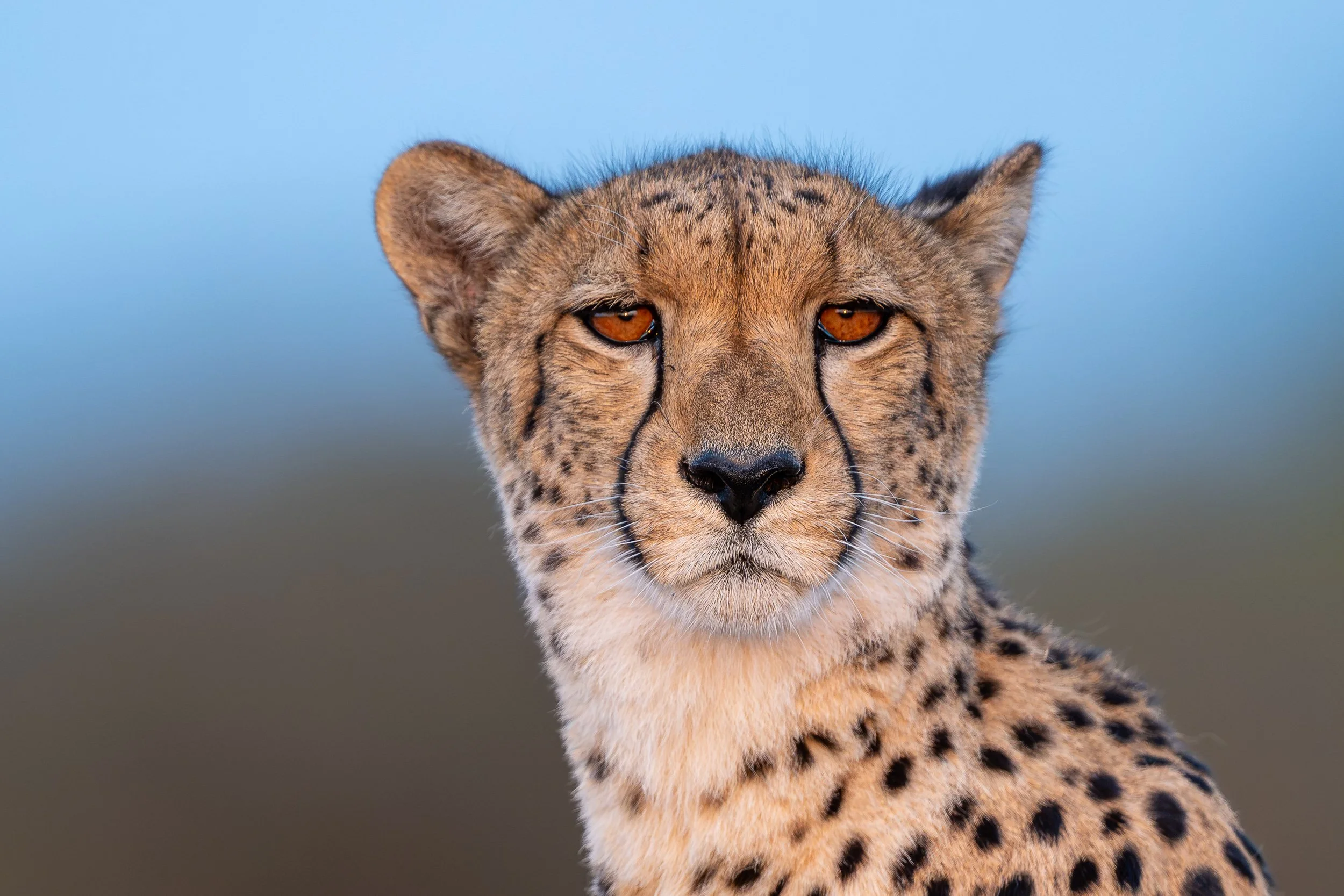 Cheetah portrait | Botswana