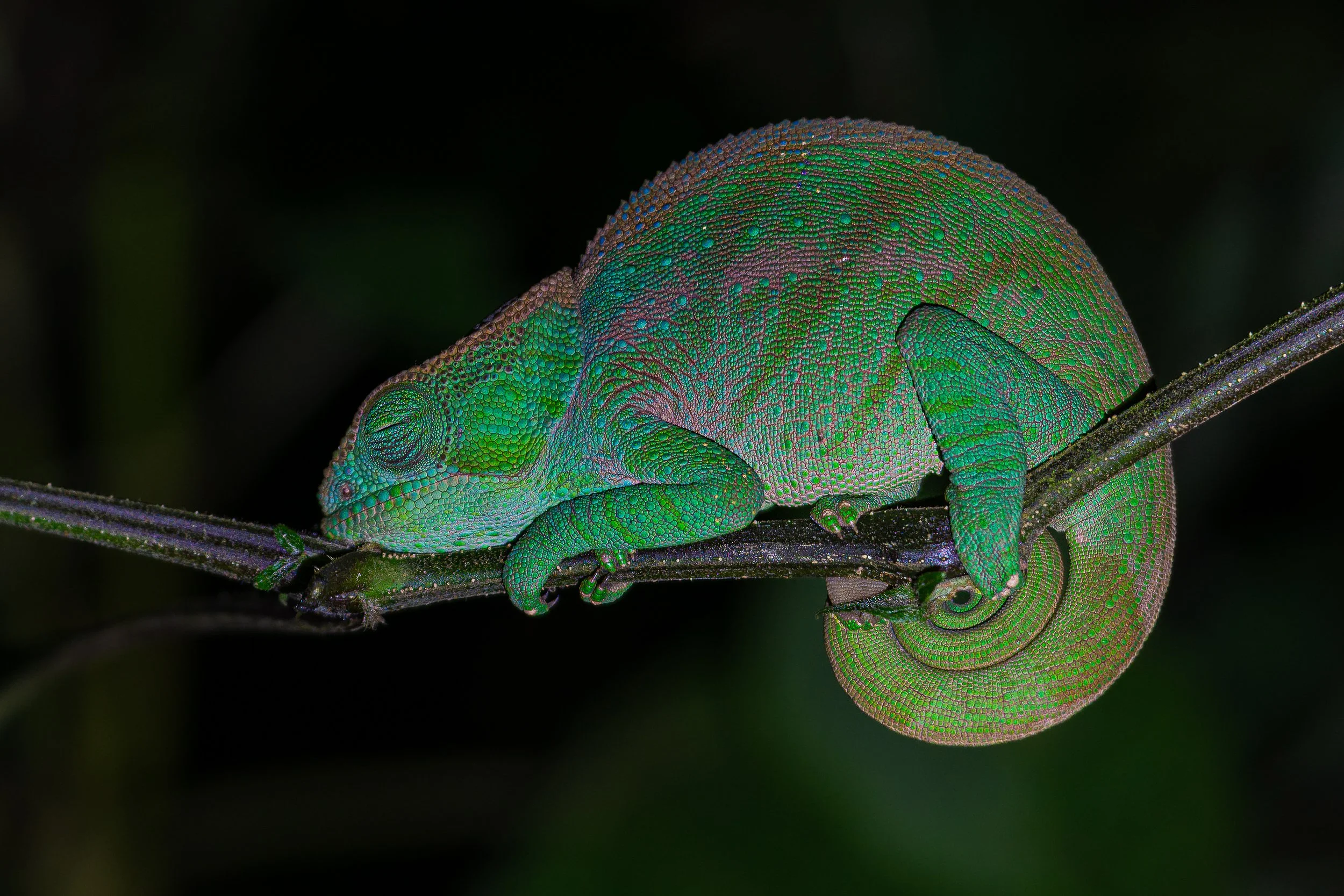 Chameleon at night, Ranomafana | Madagascar
