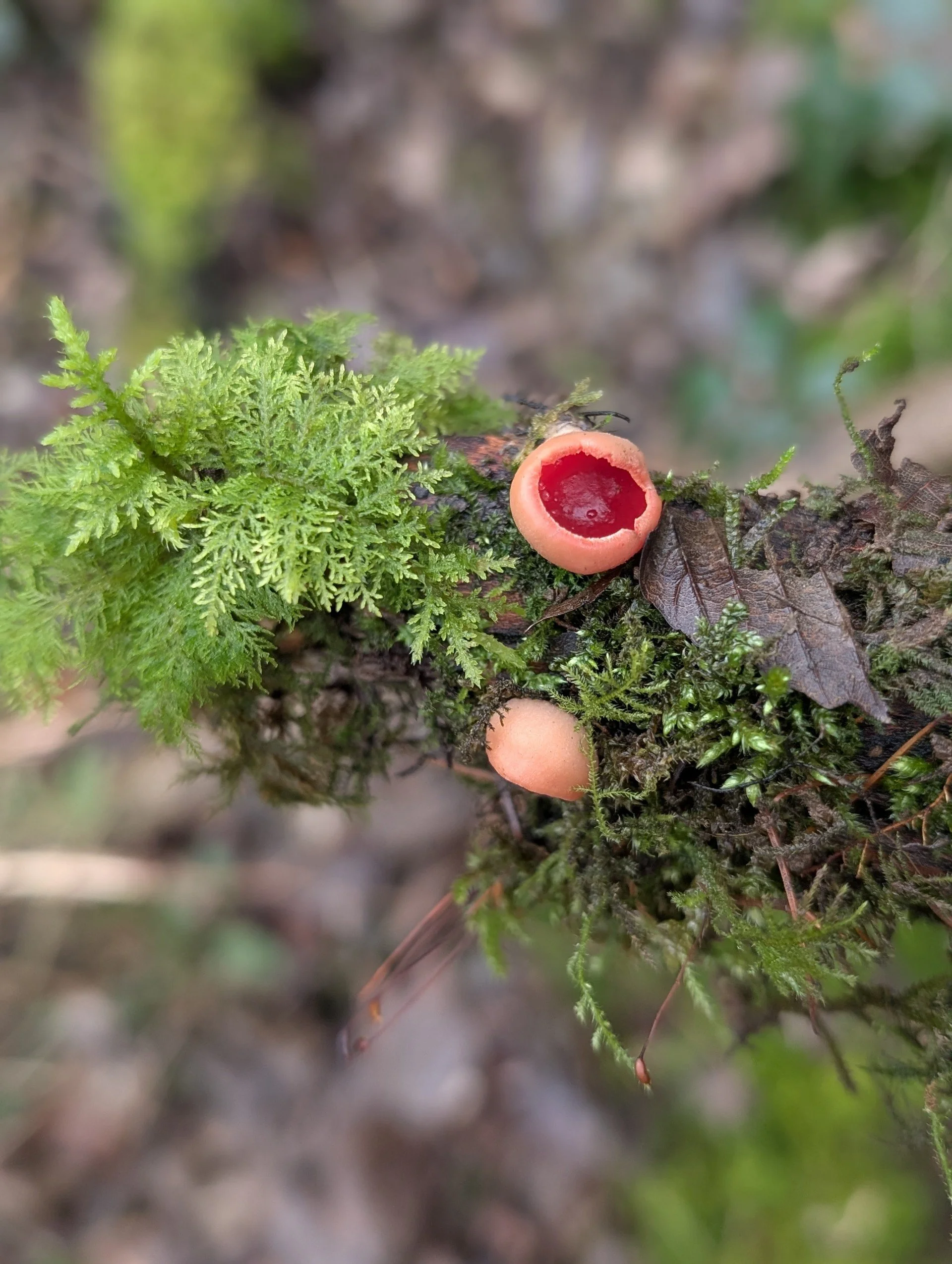 Mushroom