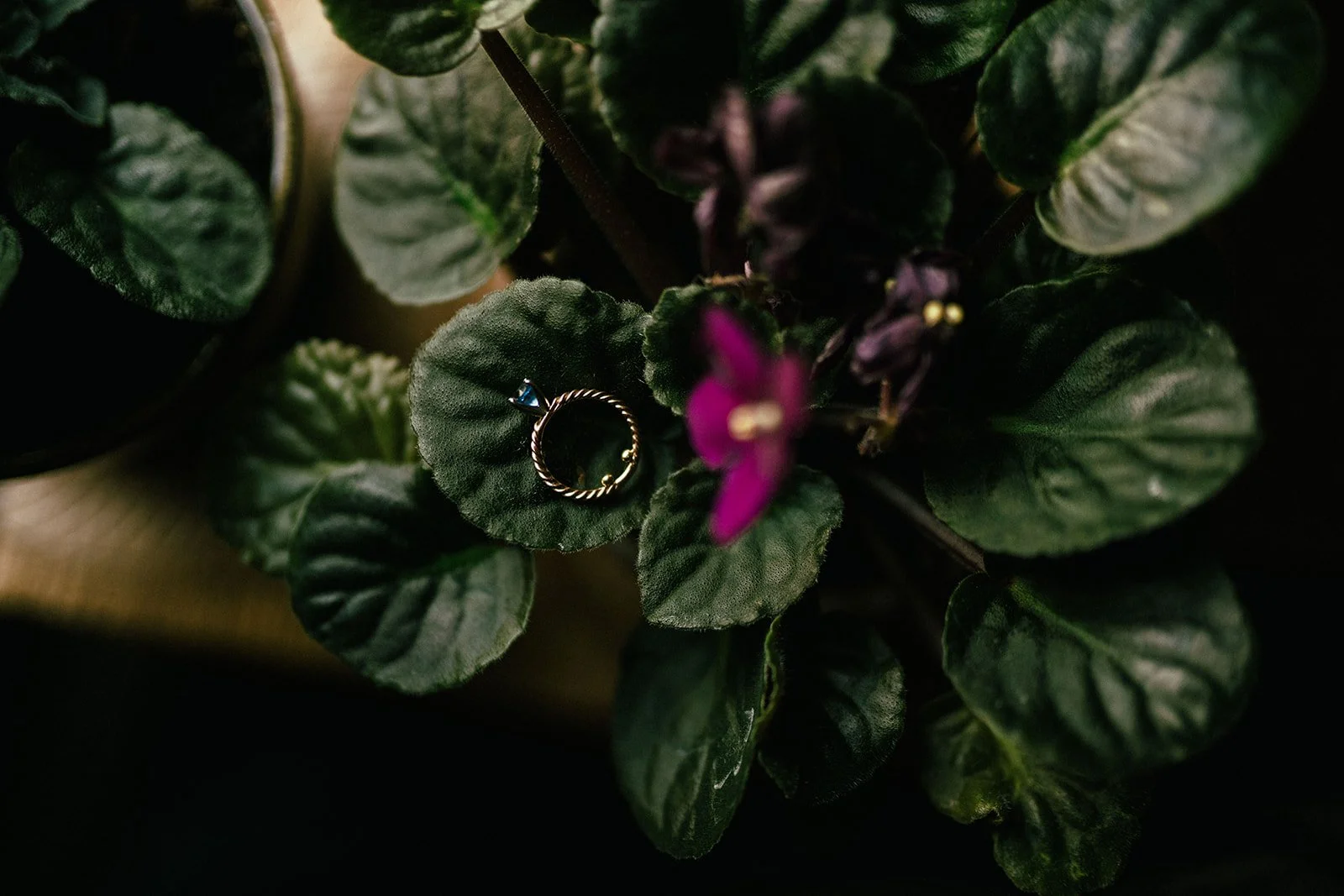 Un ramo de planta con hojas verdes y flores moradas, con un anillo dorado y una piedra azul sobre una hoja