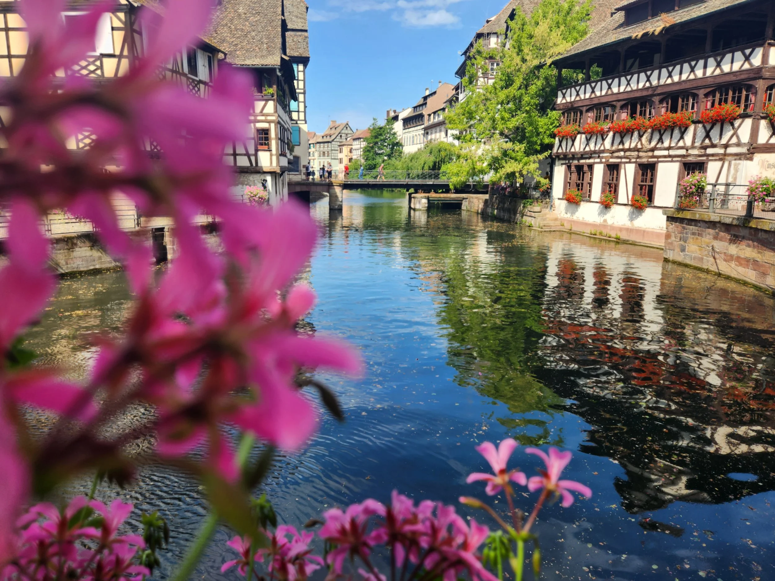 Strasbourg in Summer - colorful European town scene with half-timbered houses along a canal, adorned with flower boxes, under a blue sky, with pink flowers in the foreground.
