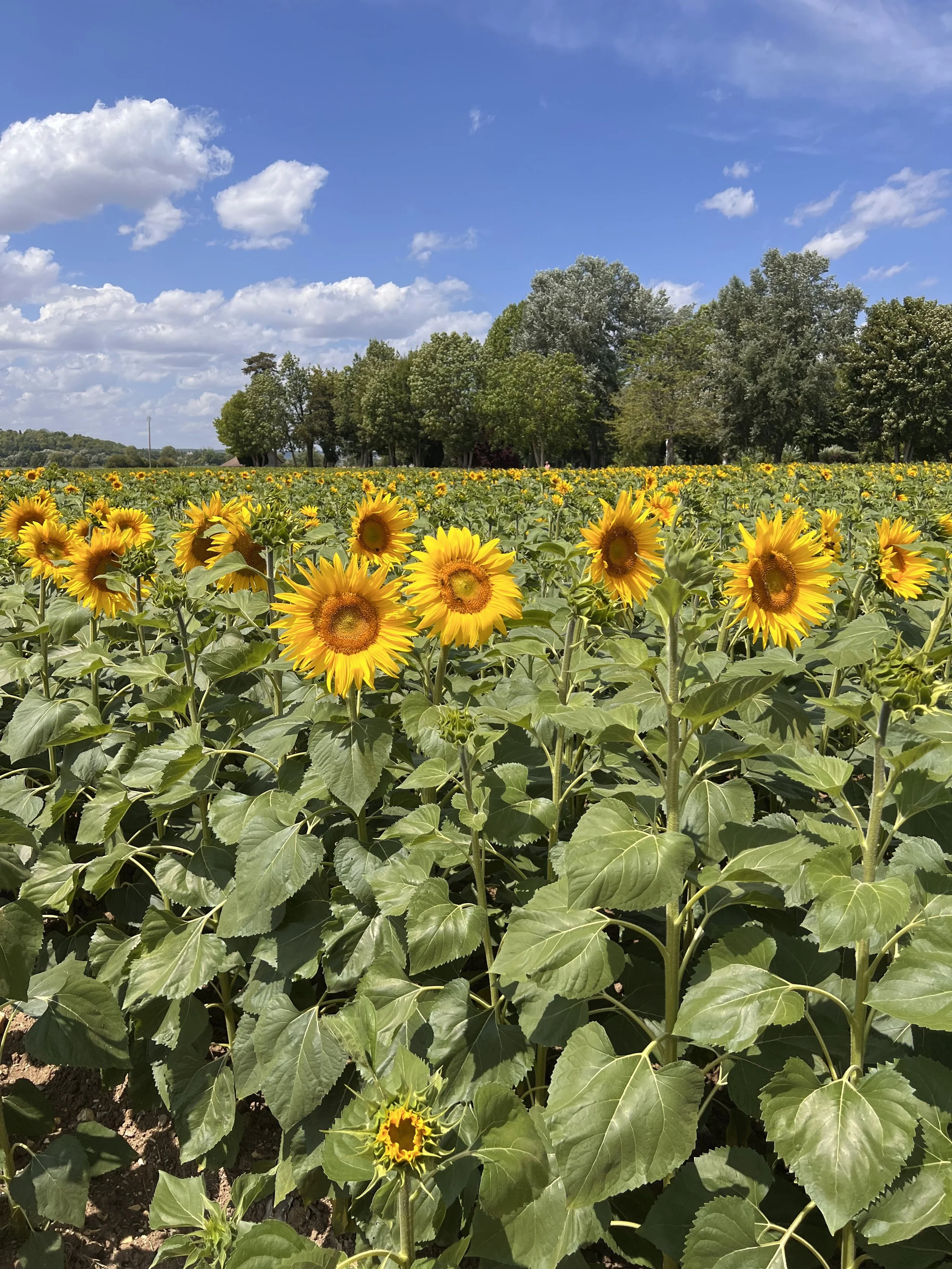 Sunflower field with green leaves and yellow flowers under a blue sky with scattered clouds.
