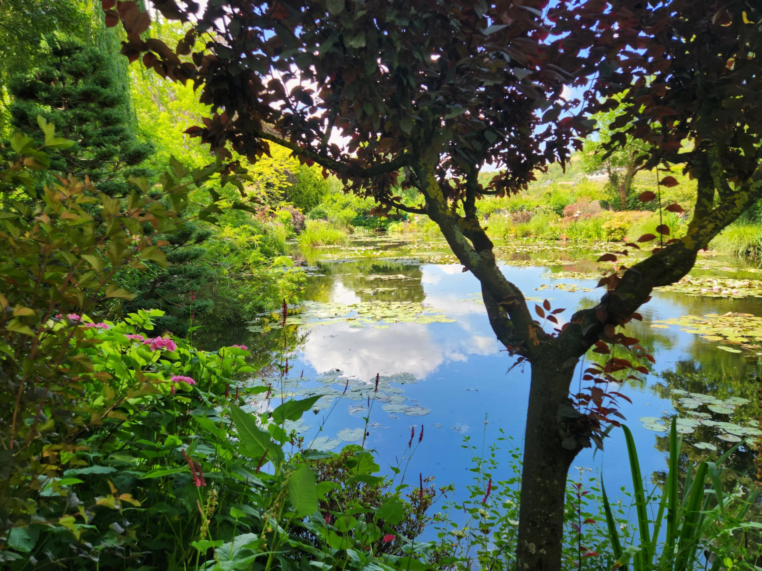 A lush garden scene featuring a small pond with lily pads, surrounded by various green plants and trees, with sunlight filtering through the leaves.