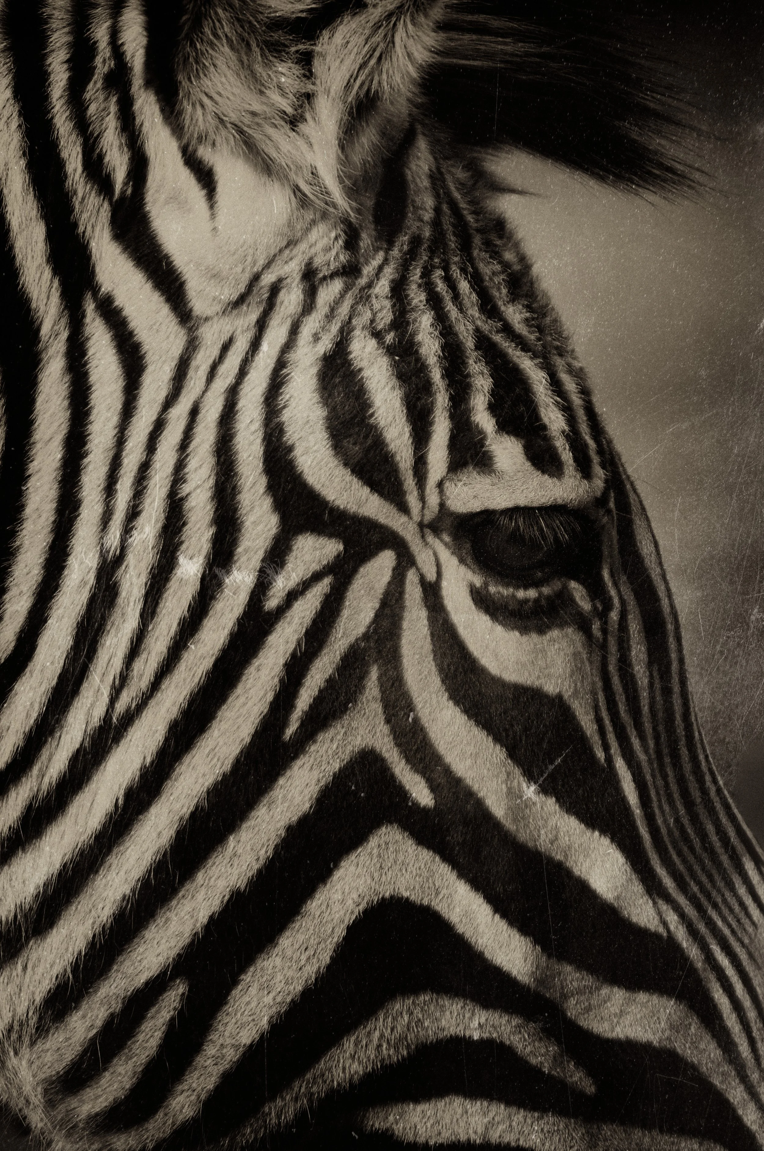 Zebra_2.jpg