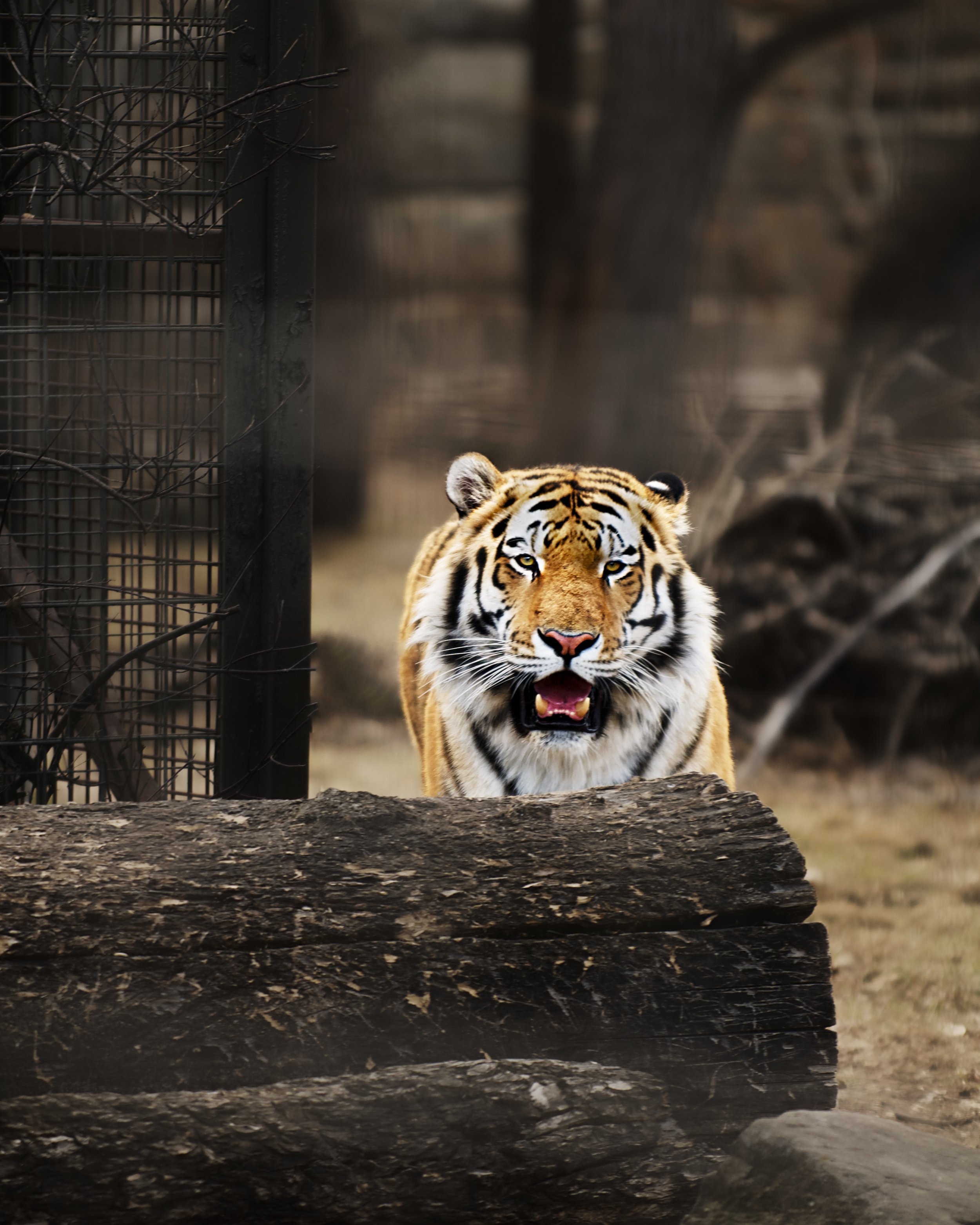 Tiger_1.jpg