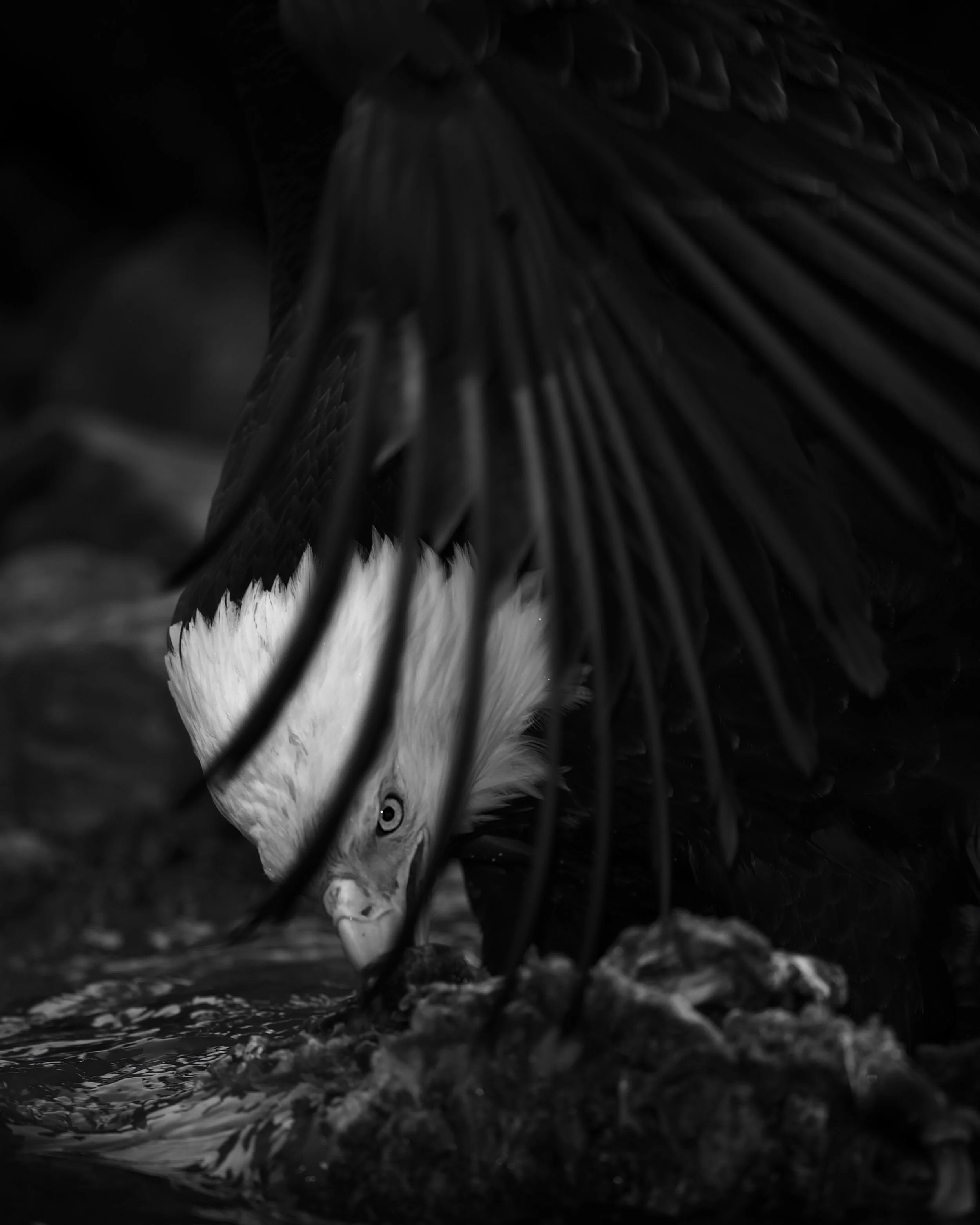 Eagles of the BC Coast