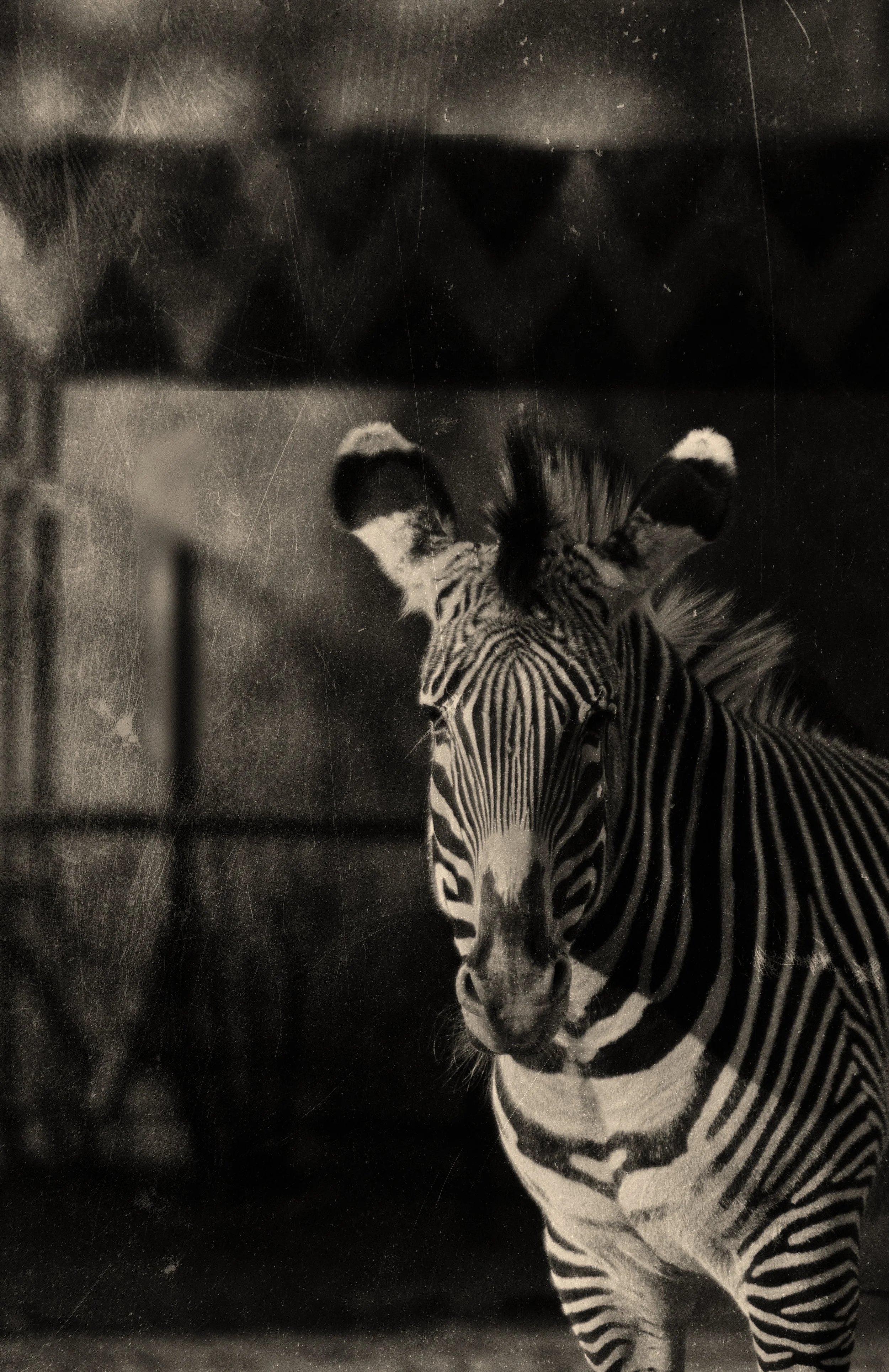 Zebra_1.jpg