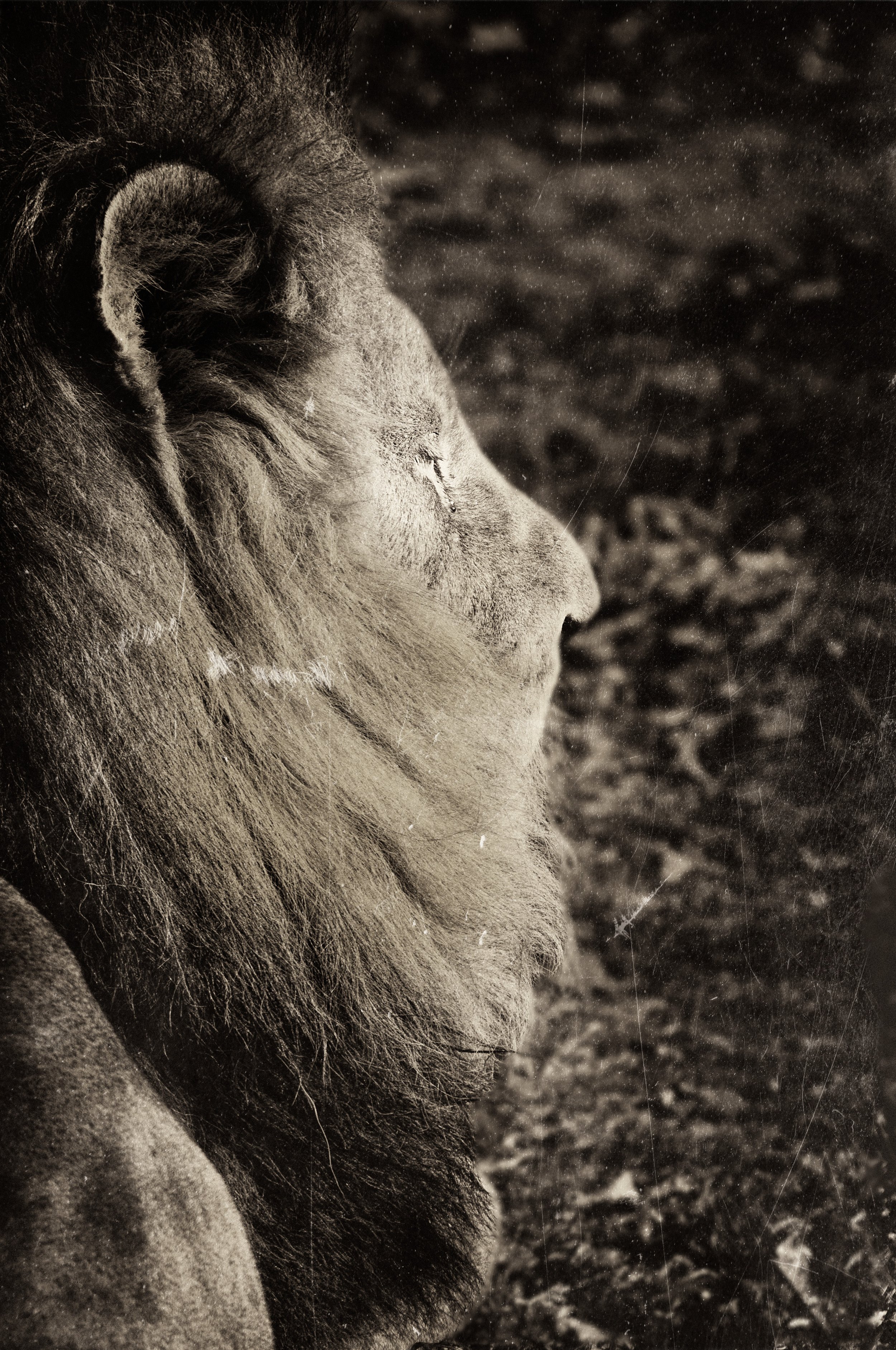 Lion_1.jpg