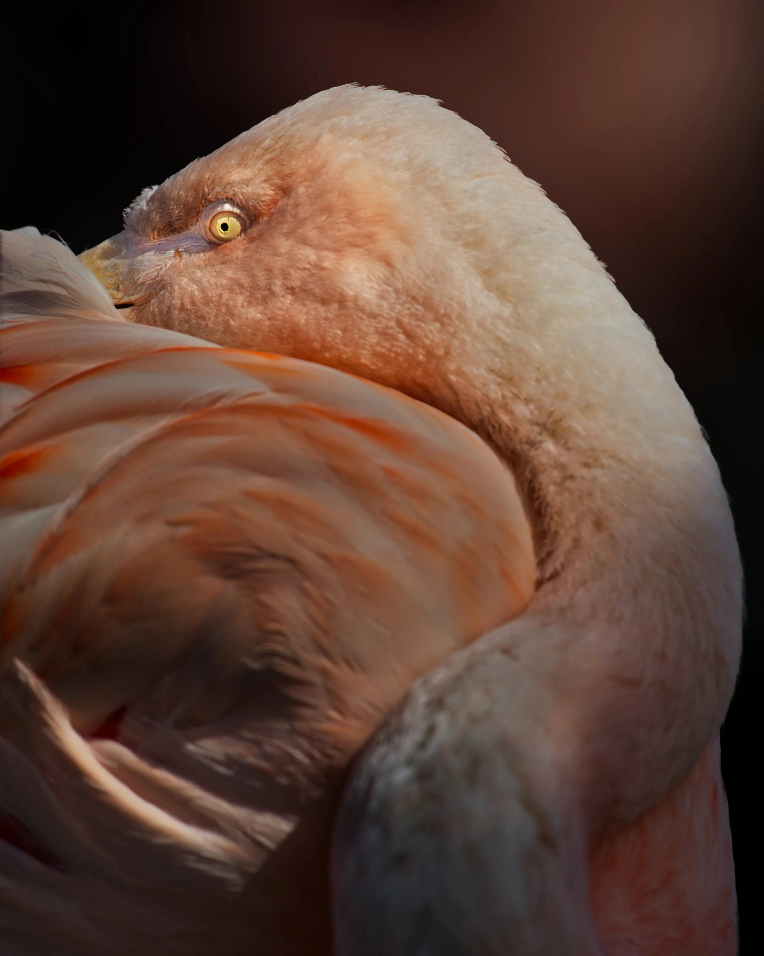 Flamingo_3.jpg
