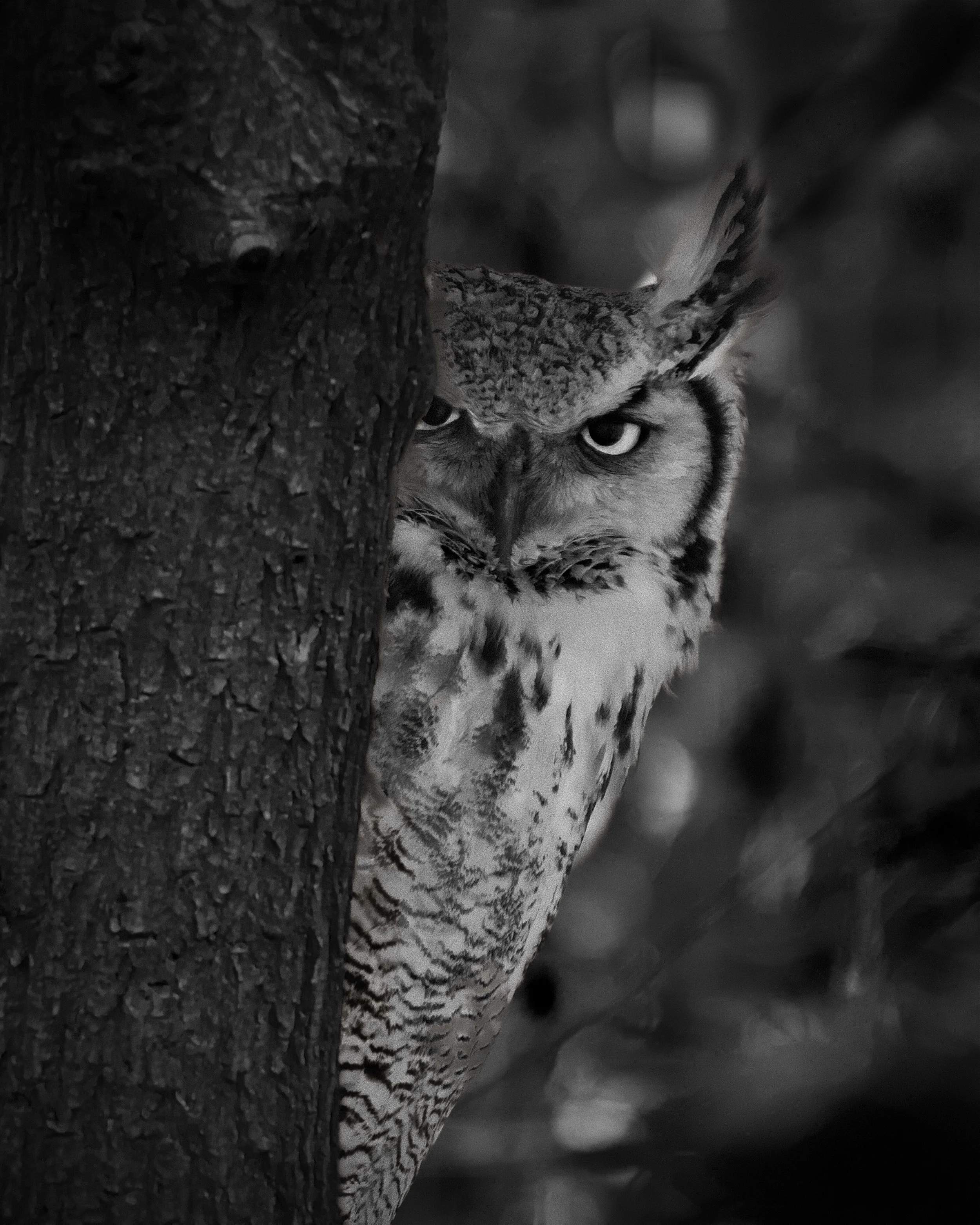 Owls of North America
