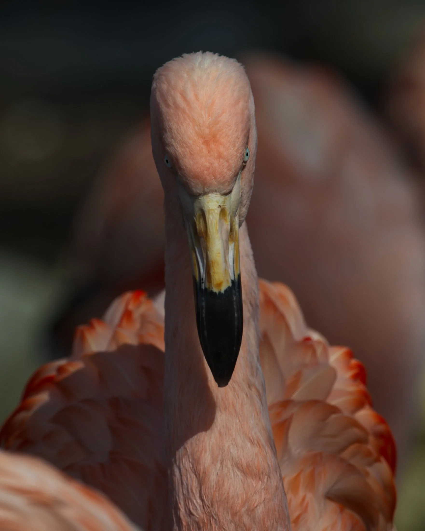 Flamingo_2.jpg