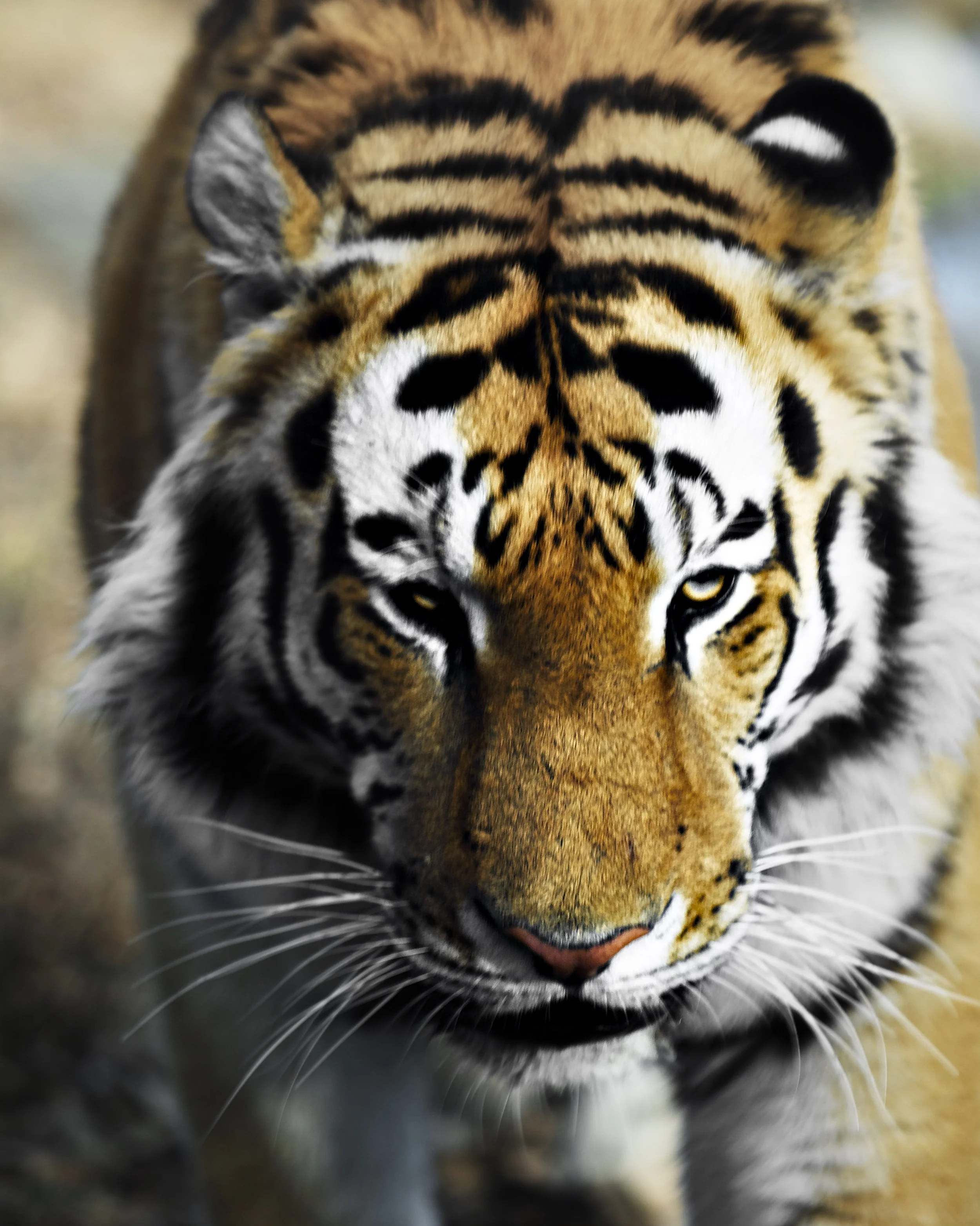 Tiger_2.jpg