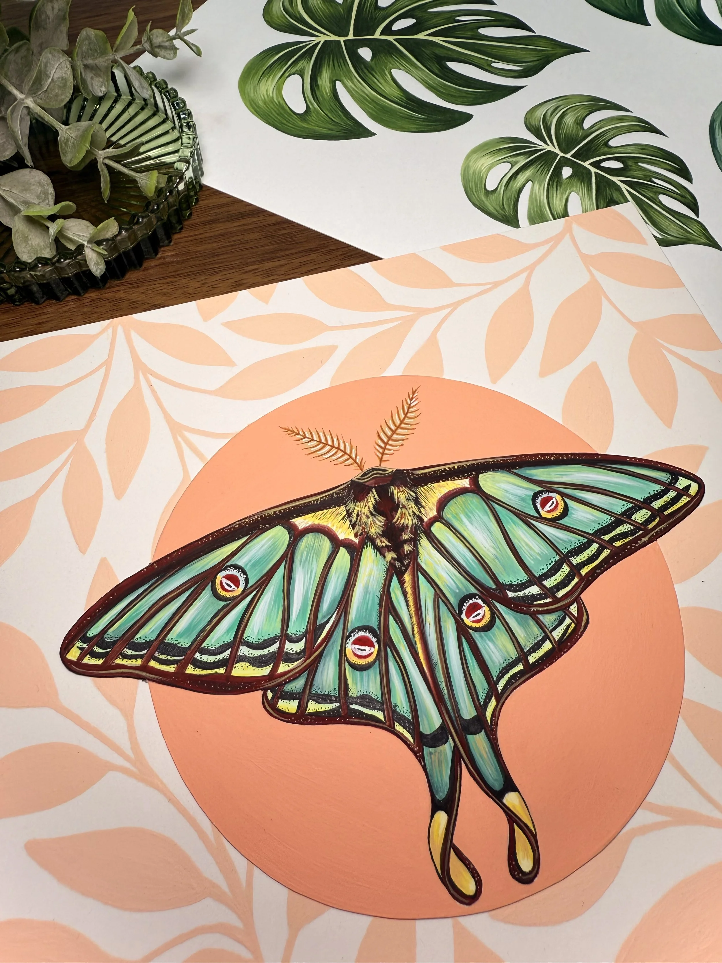Spanish Moon Moth 1.jpg