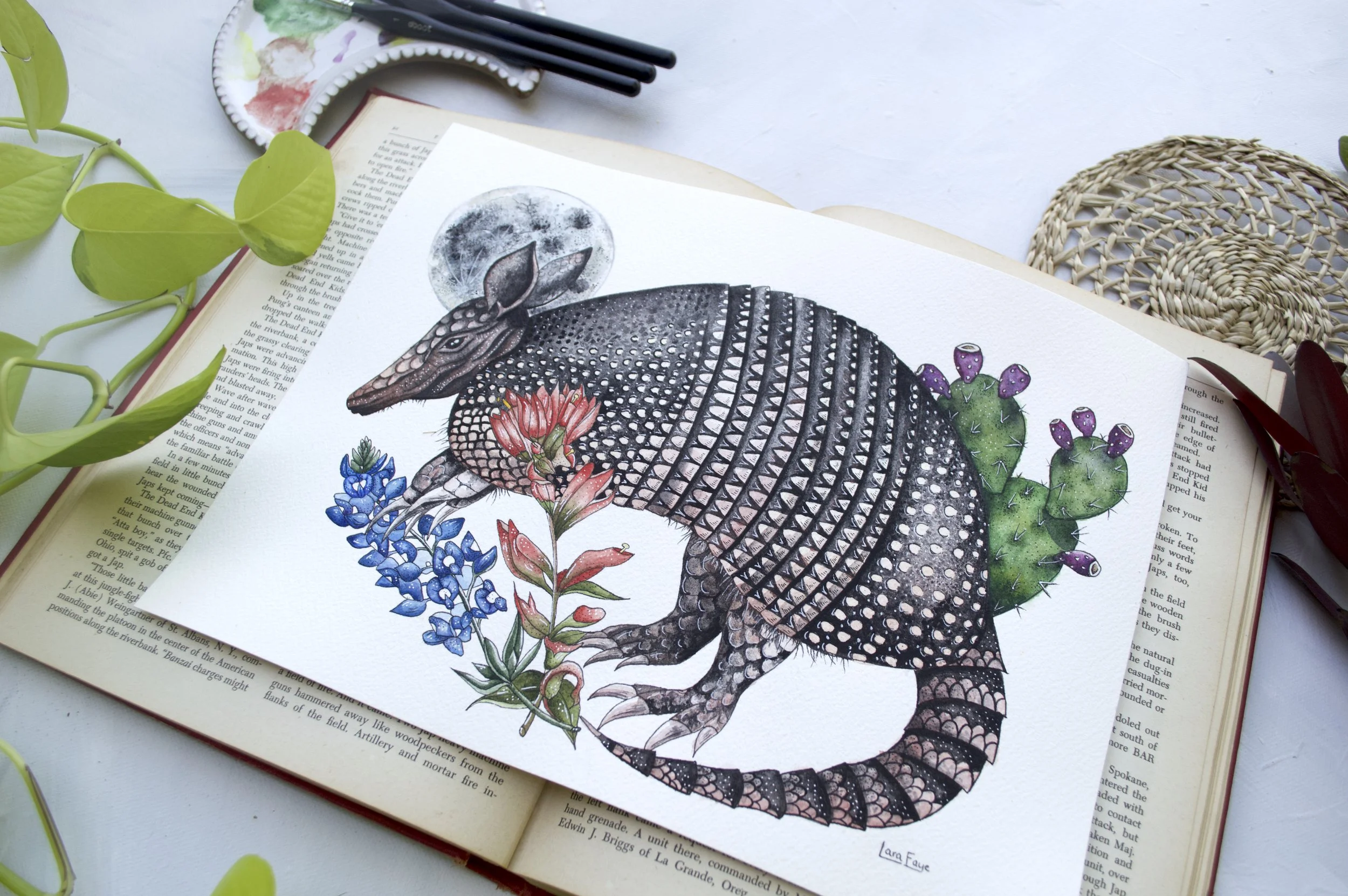 Armadillo 4.jpg