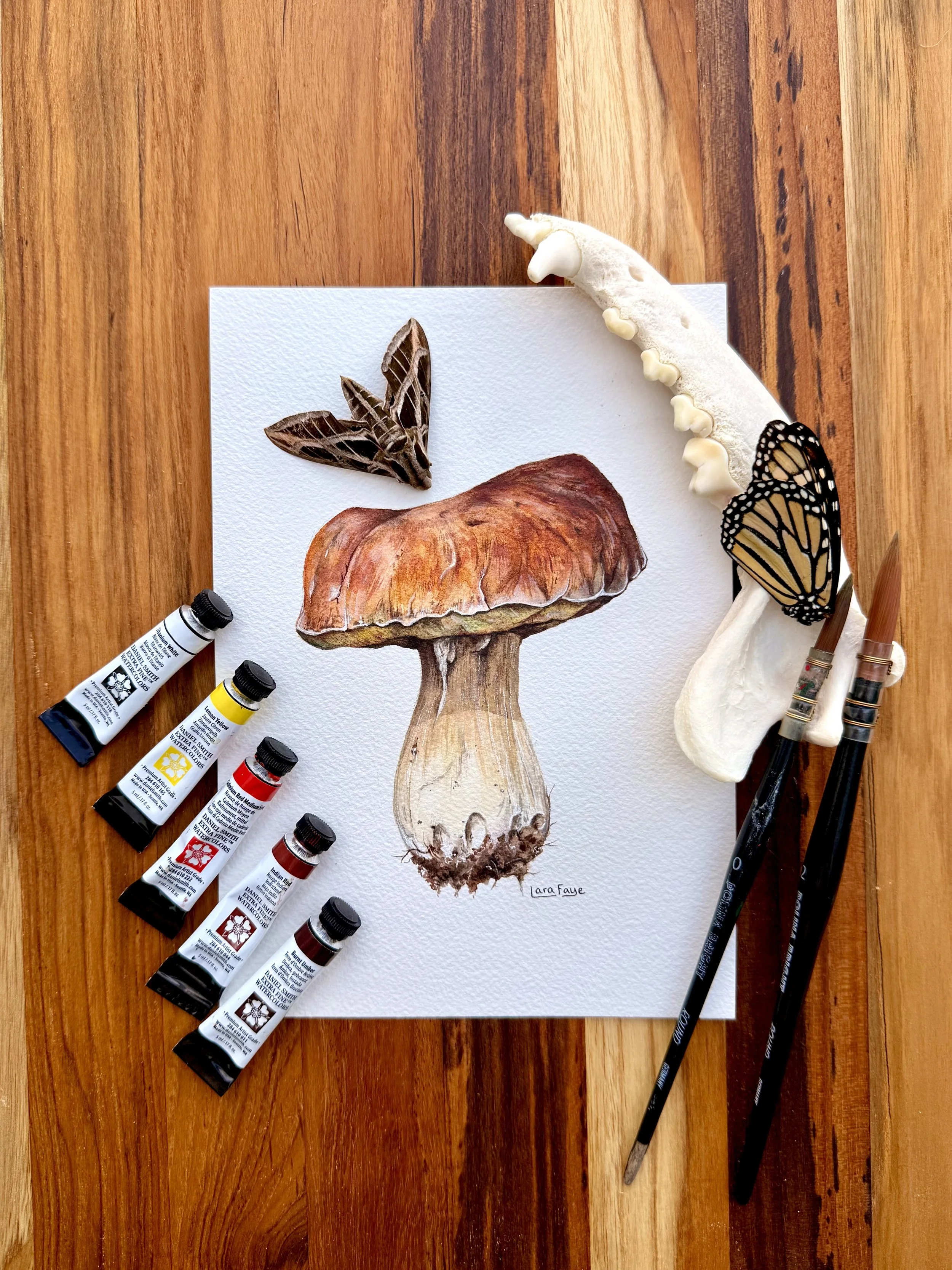 King Bolete 1.jpg