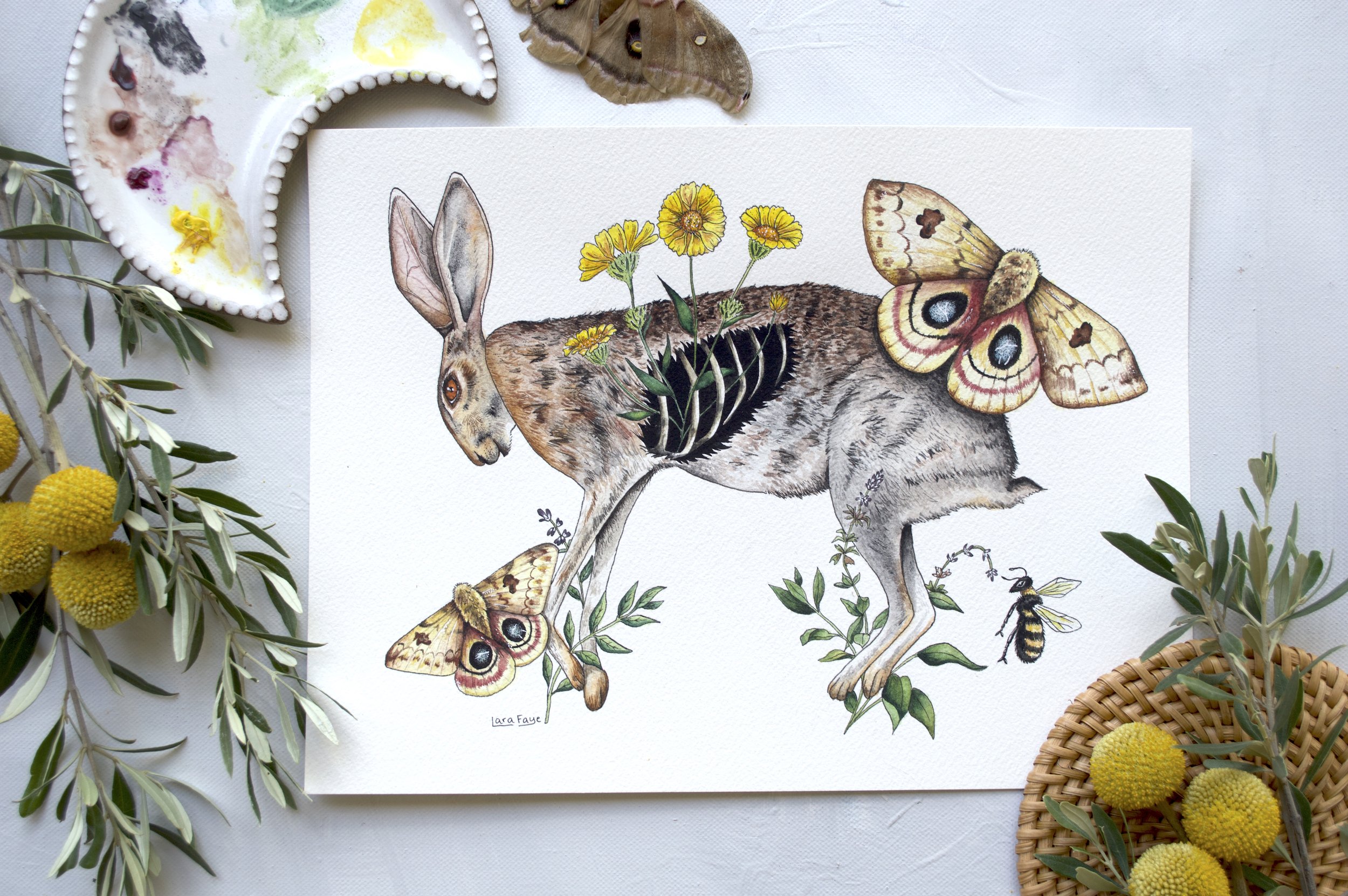 Decomposing Jackrabbit | Standard Print
