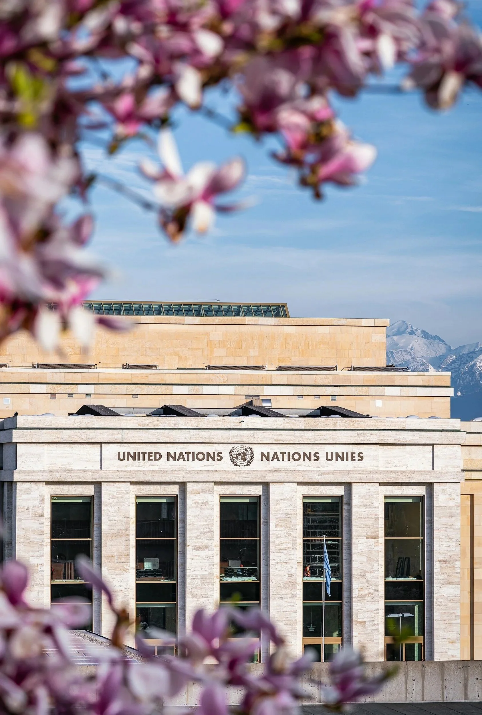 The United Nations headquarters building with pink flowers in the foreground and mountains in the background.
