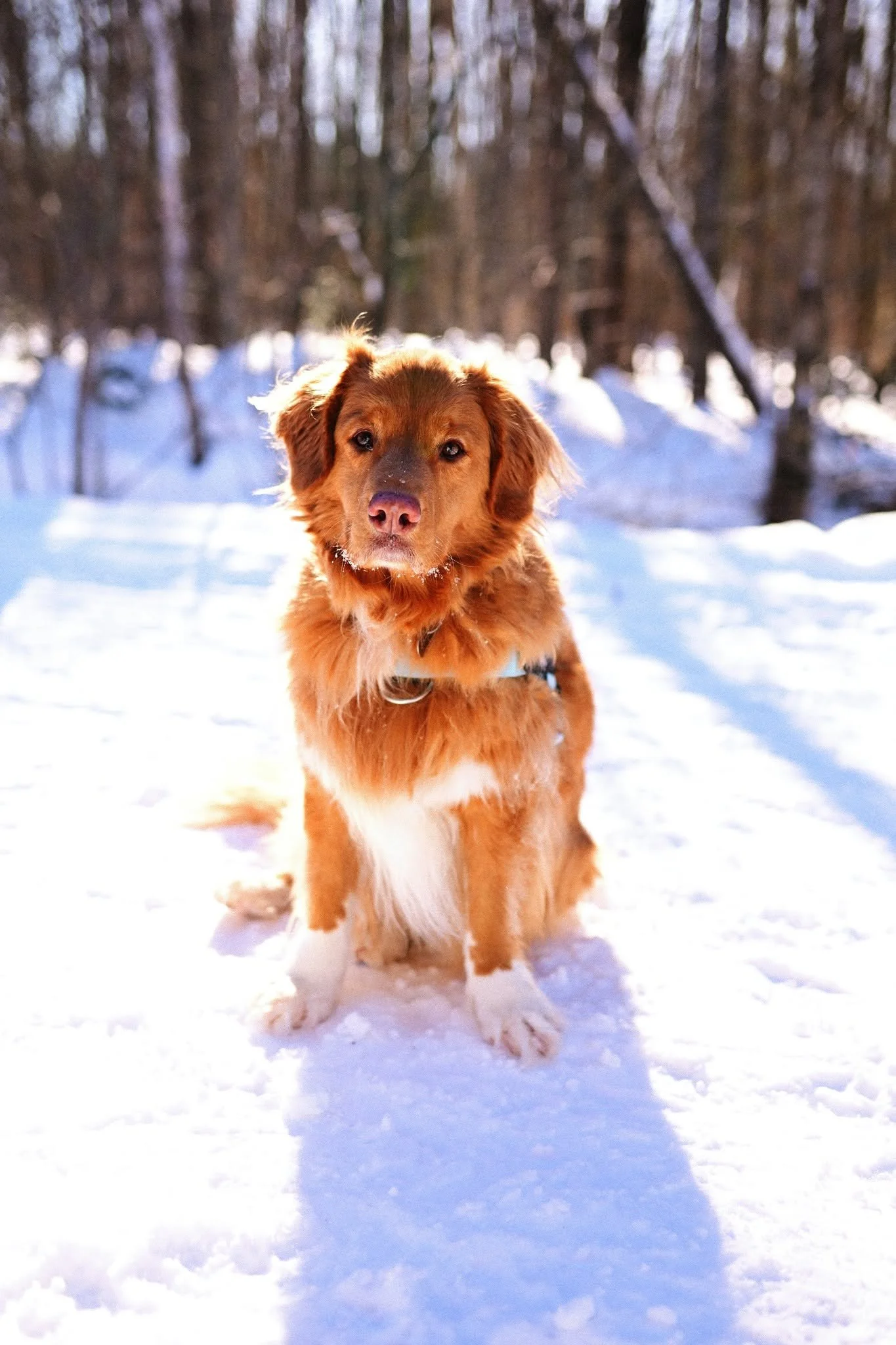 Un chien roux avec une tache blanche au ventre (race Retriever de la Nouvelle-Écosse) dans la neige avec un fond d'arbres dans une forêt en hiver.