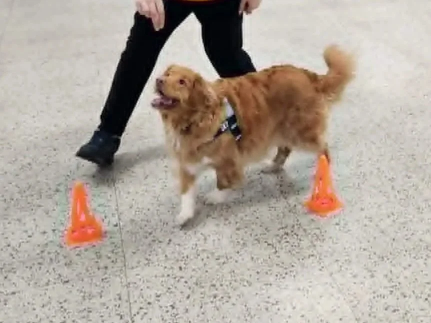 Un chien roux avec les bouts des pattes blanches portant un harnais, situé entre deux petits panneaux de signalisation orange qui se fait diriger en slalom, dans un environnement intérieur avec un sol en carrelage.